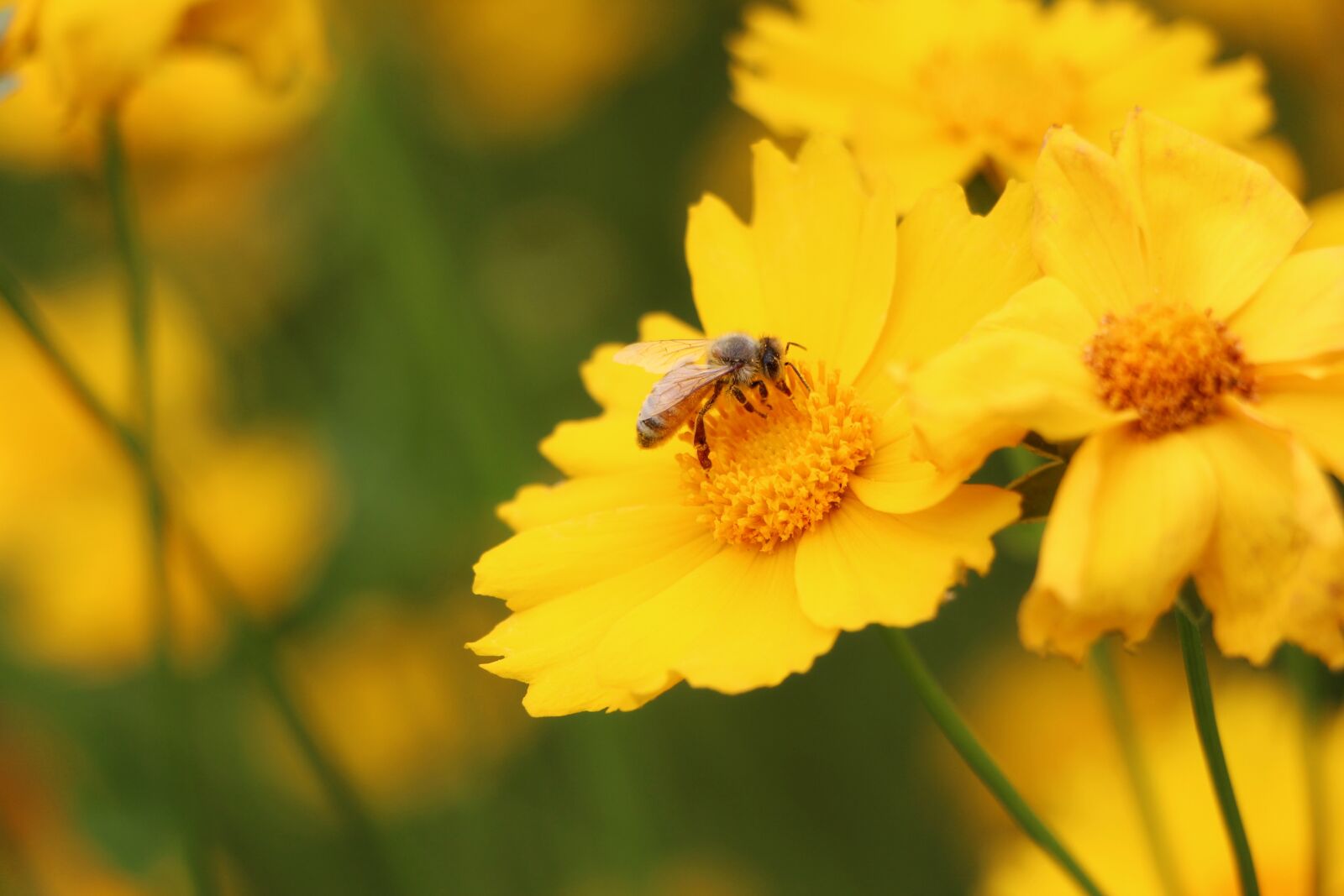 Canon EOS 650D (EOS Rebel T4i / EOS Kiss X6i) sample photo. Geumgyeguk, bee, plants photography
