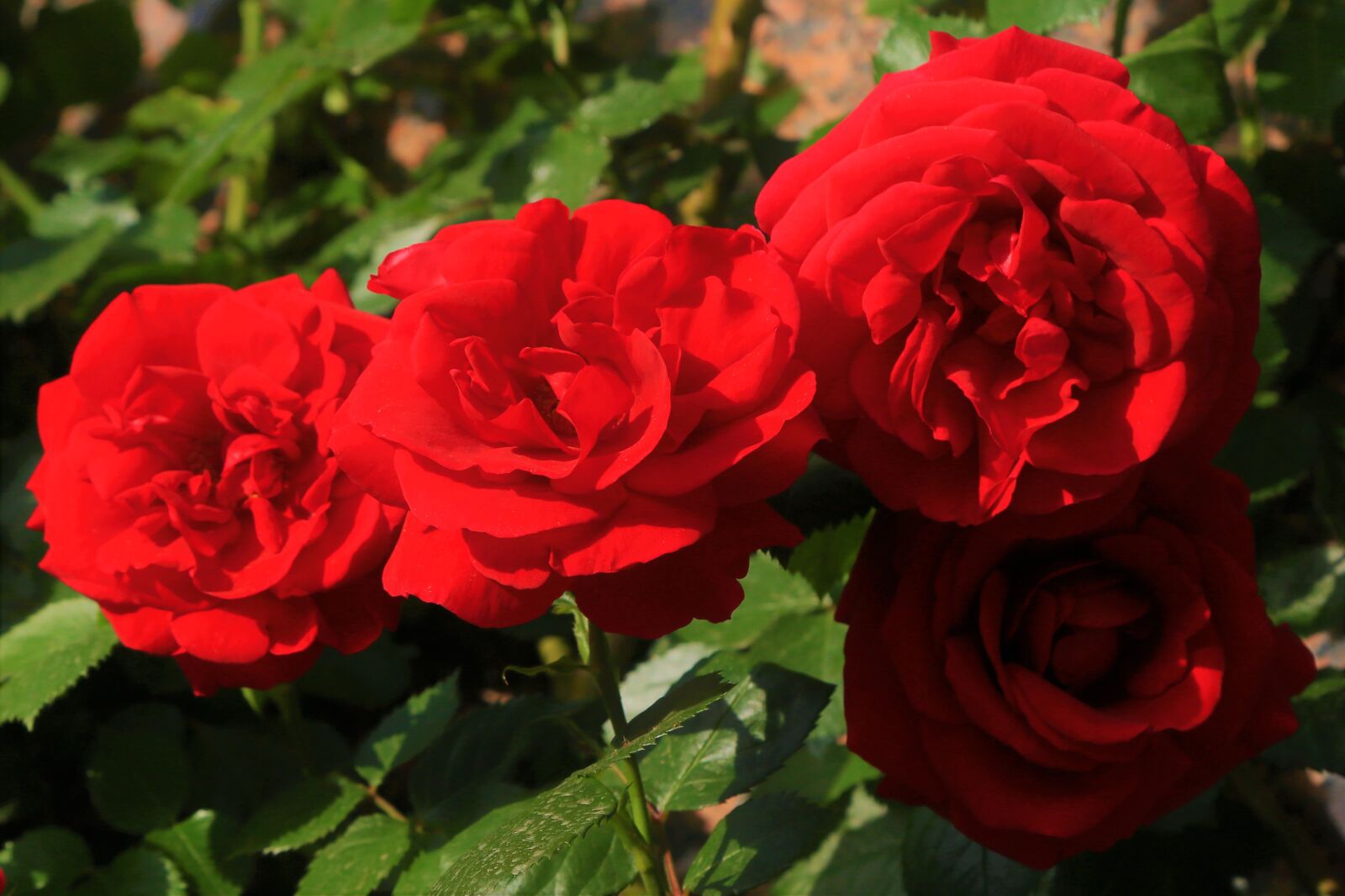 Canon EF 24-105mm F4L IS USM sample photo. Roses, spring, red photography