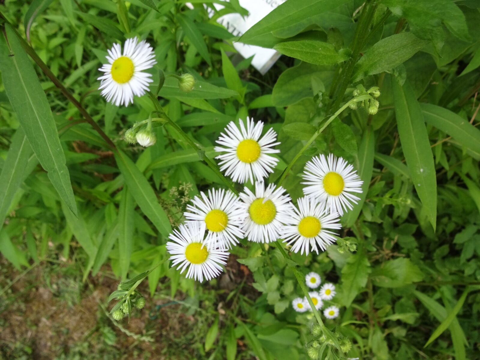 Sony Cyber-shot DSC-WX220 sample photo. Summer, flower, white photography