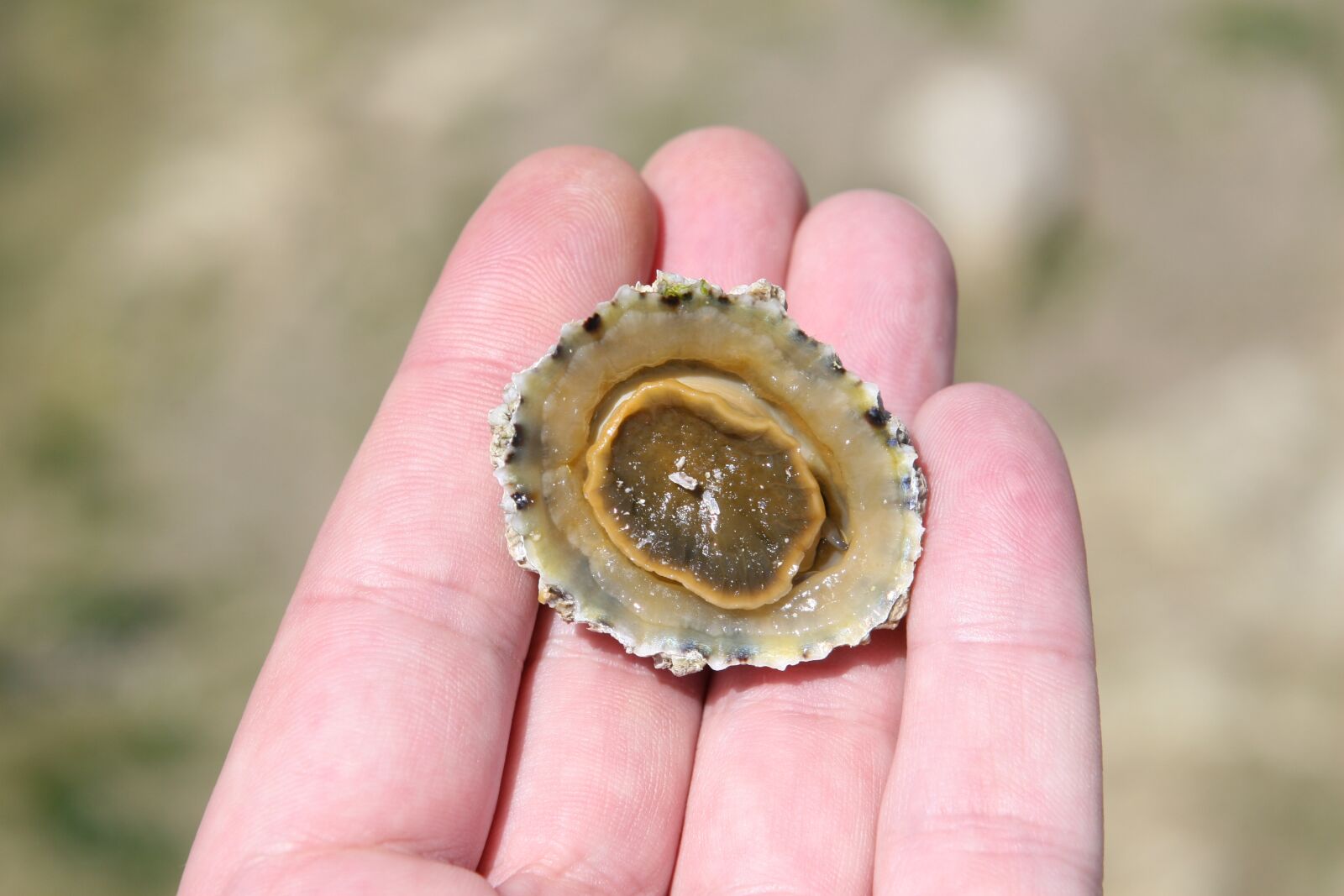Canon EOS 30D sample photo. Aquatic, barnacle, beach photography