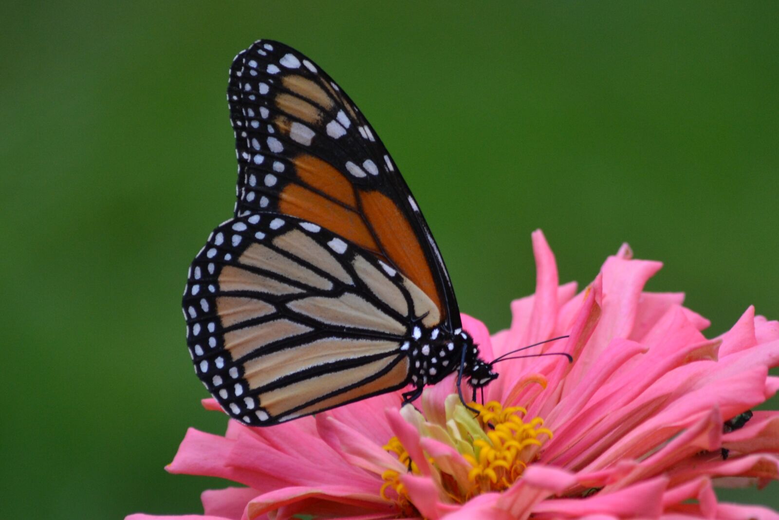 Nikon D3100 sample photo. Monarch, butterfly, flower photography