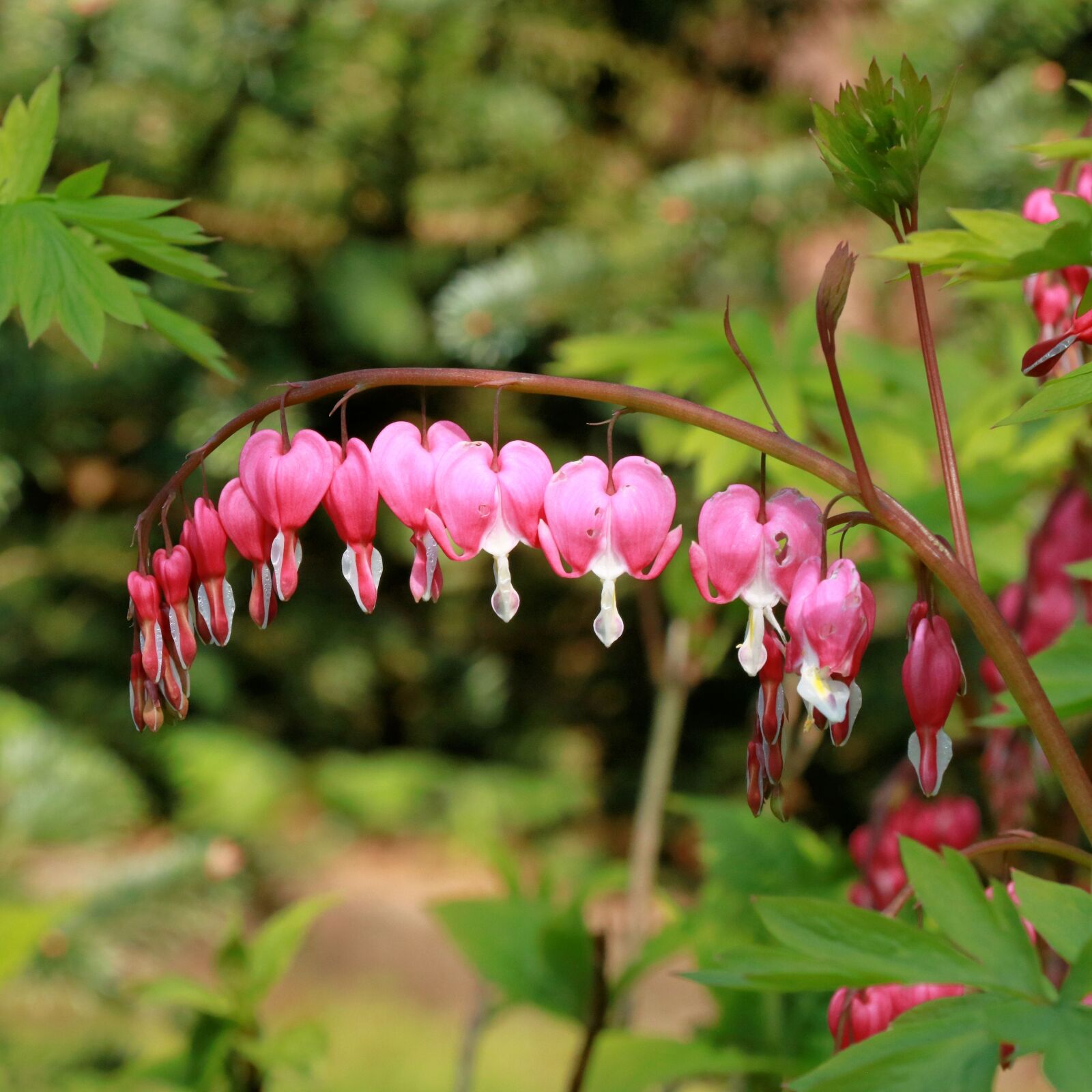Canon EOS 750D (EOS Rebel T6i / EOS Kiss X8i) sample photo. Pink, flowers, garden photography