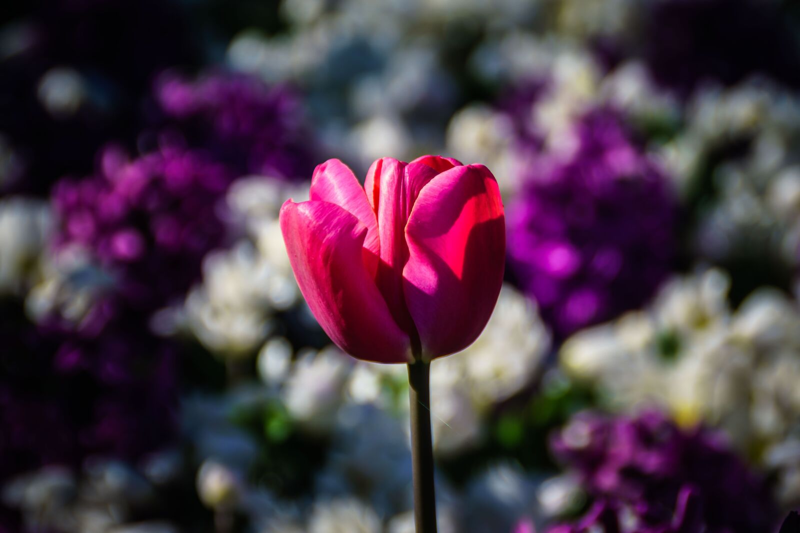 Sony ILCA-77M2 + Sony DT 18-200mm F3.5-6.3 sample photo. Tulip, flower, flowers photography