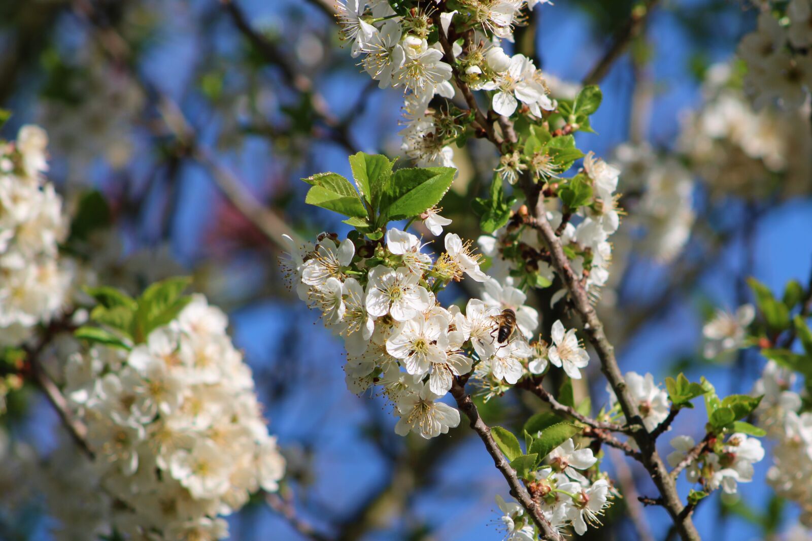 Canon EOS 2000D (EOS Rebel T7 / EOS Kiss X90 / EOS 1500D) sample photo. Cherry, bee, spring photography