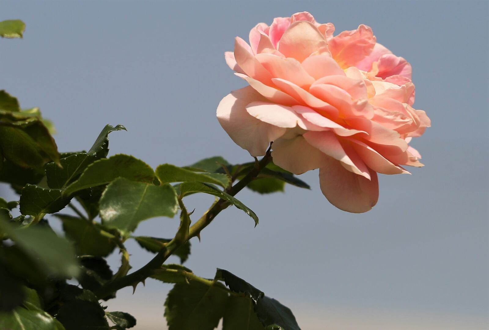 Canon EF 70-300 F4-5.6 IS II USM sample photo. Pink rose, blooming, green photography