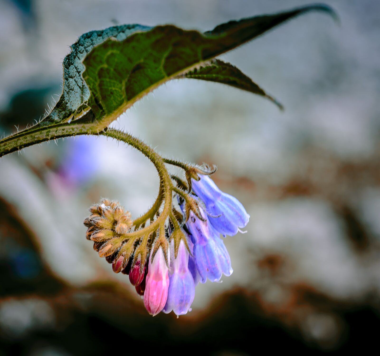 Nikon D610 sample photo. Flower, nature, plant photography