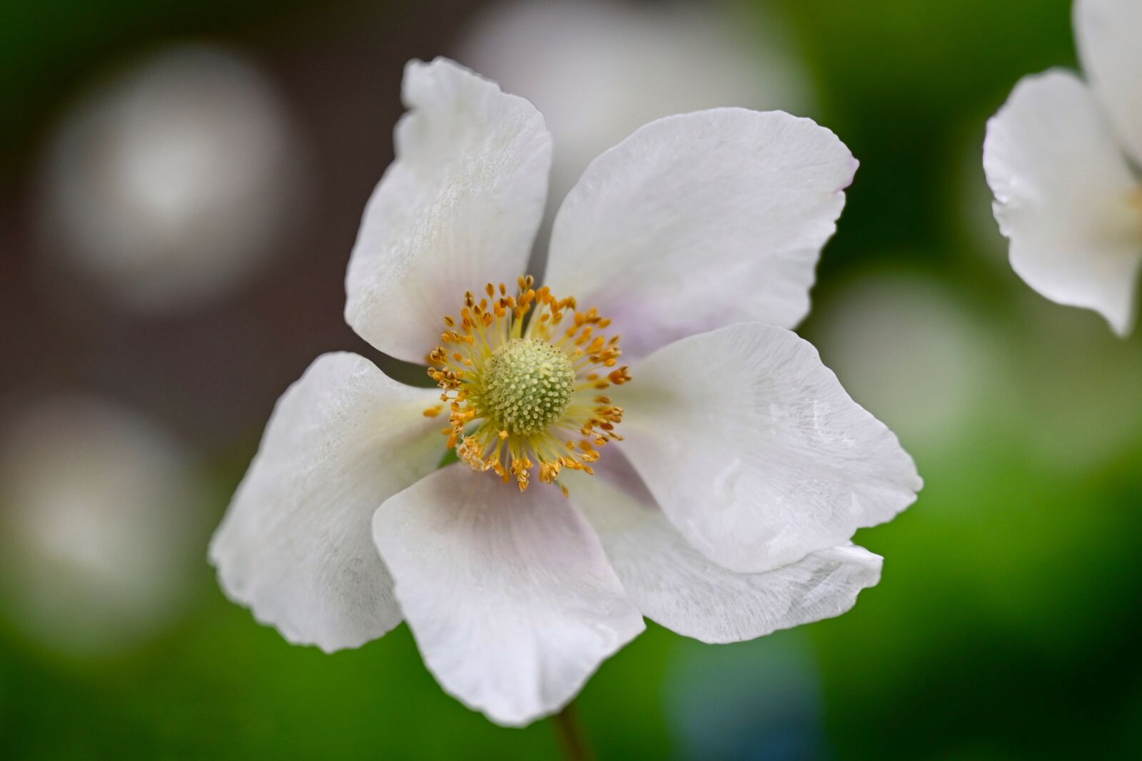 Nikon Nikkor Z 24-70mm F2.8 S sample photo. Anemone, blossom, bloom photography