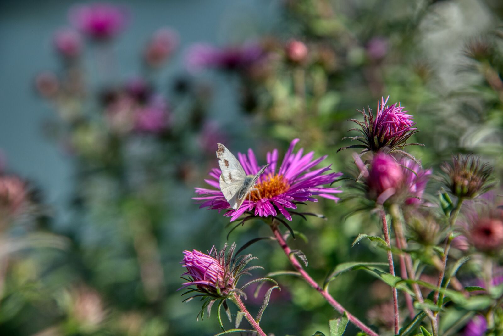 Nikon D750 sample photo. Asters, composites, asteraceae photography
