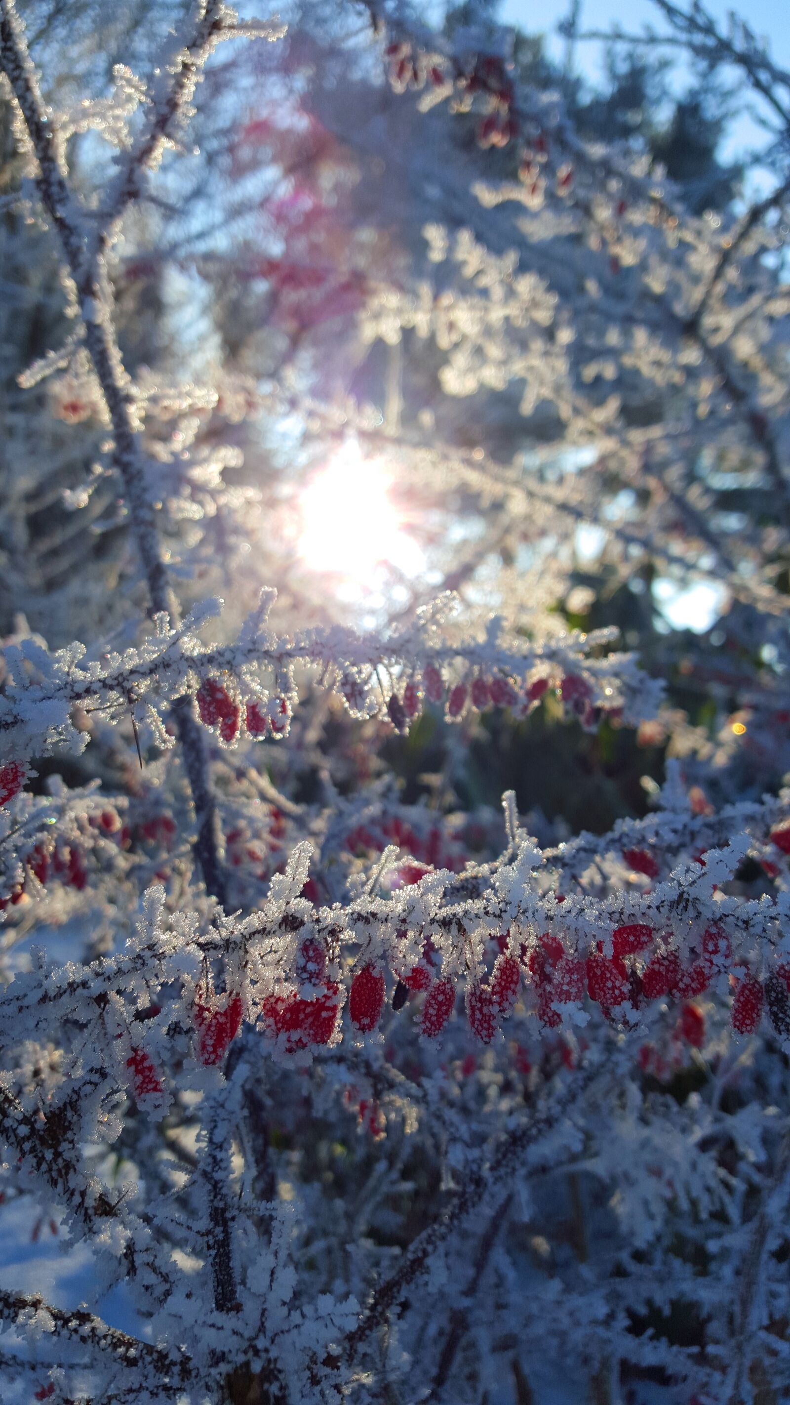 Samsung Galaxy S6 sample photo. Winter, ice, hoarfrost photography