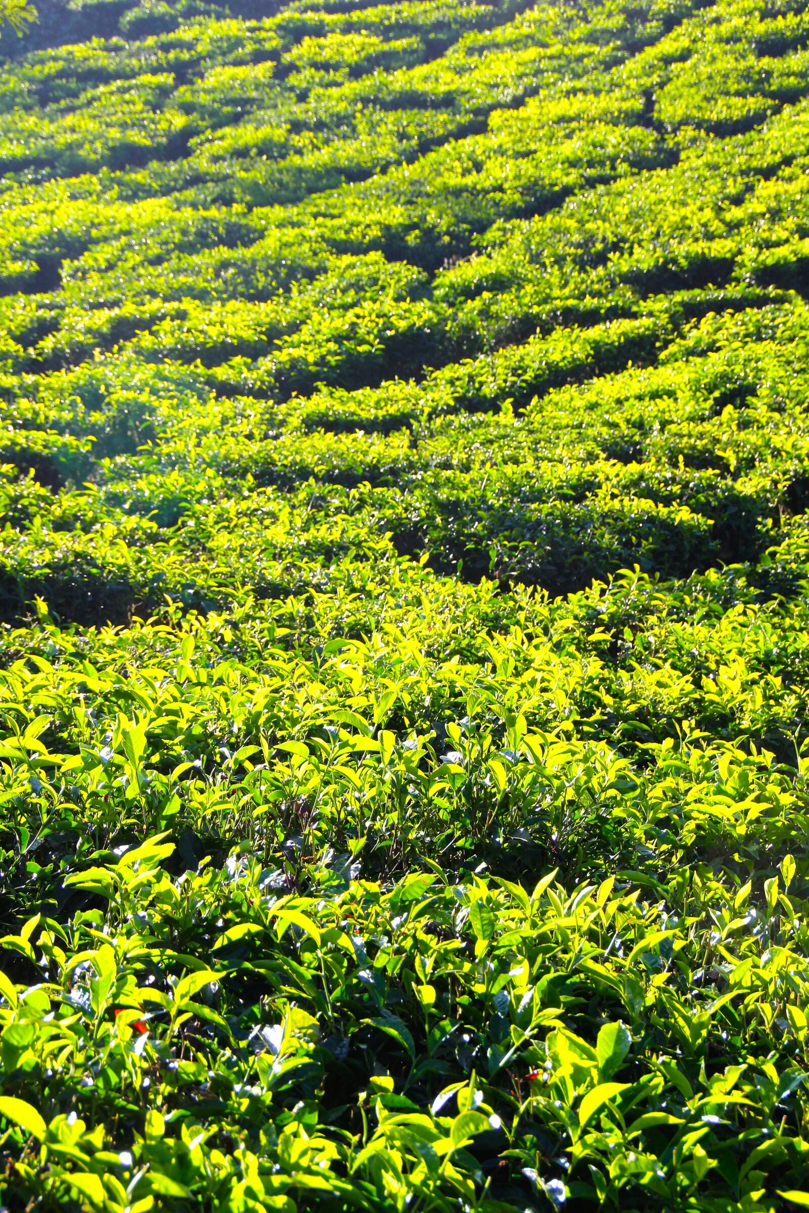 Canon EOS 60D sample photo. Tee, plantation, tea plantation photography