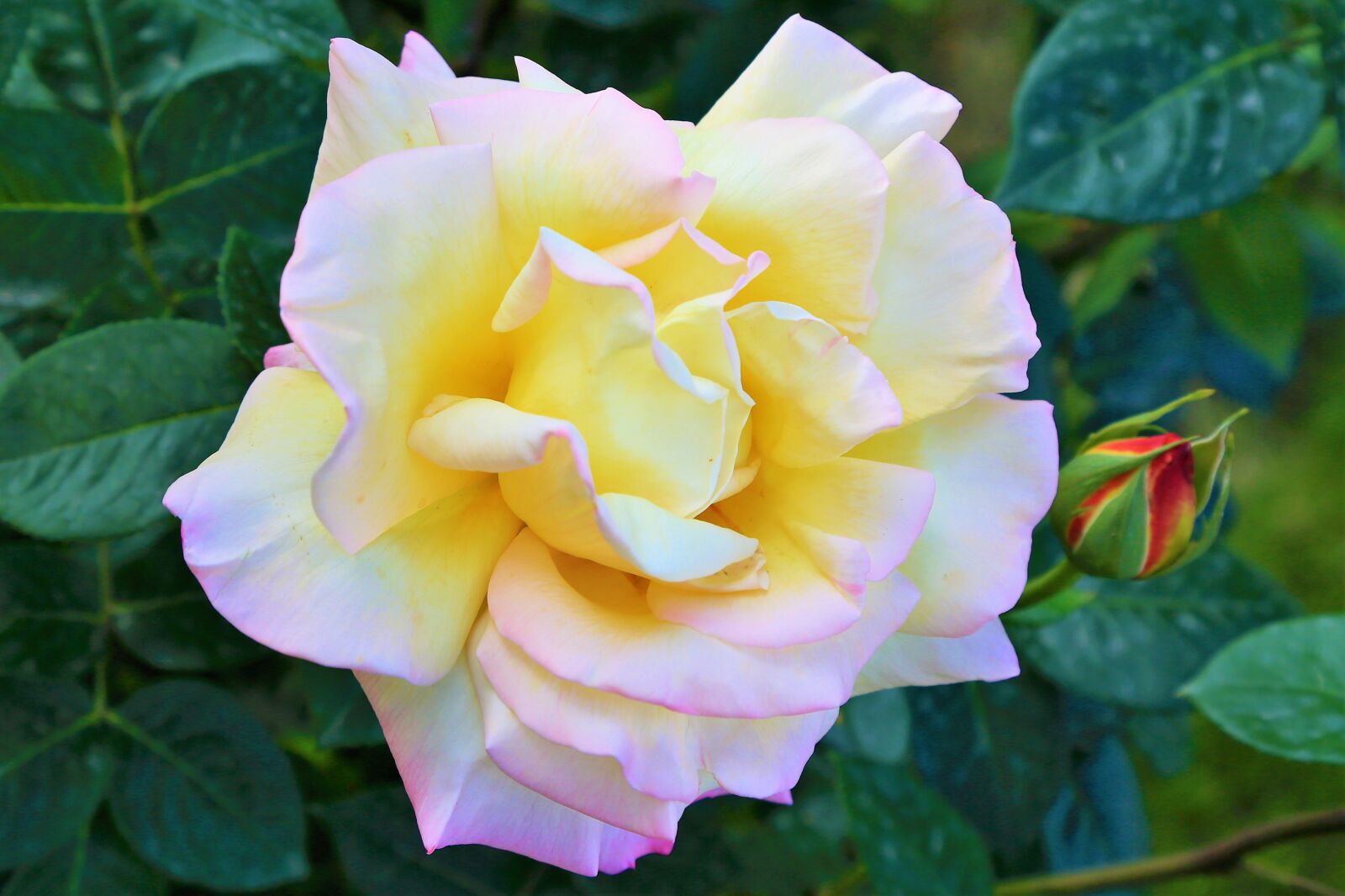 Canon EF 24-105mm F4L IS USM sample photo. Rose, yellow, love photography