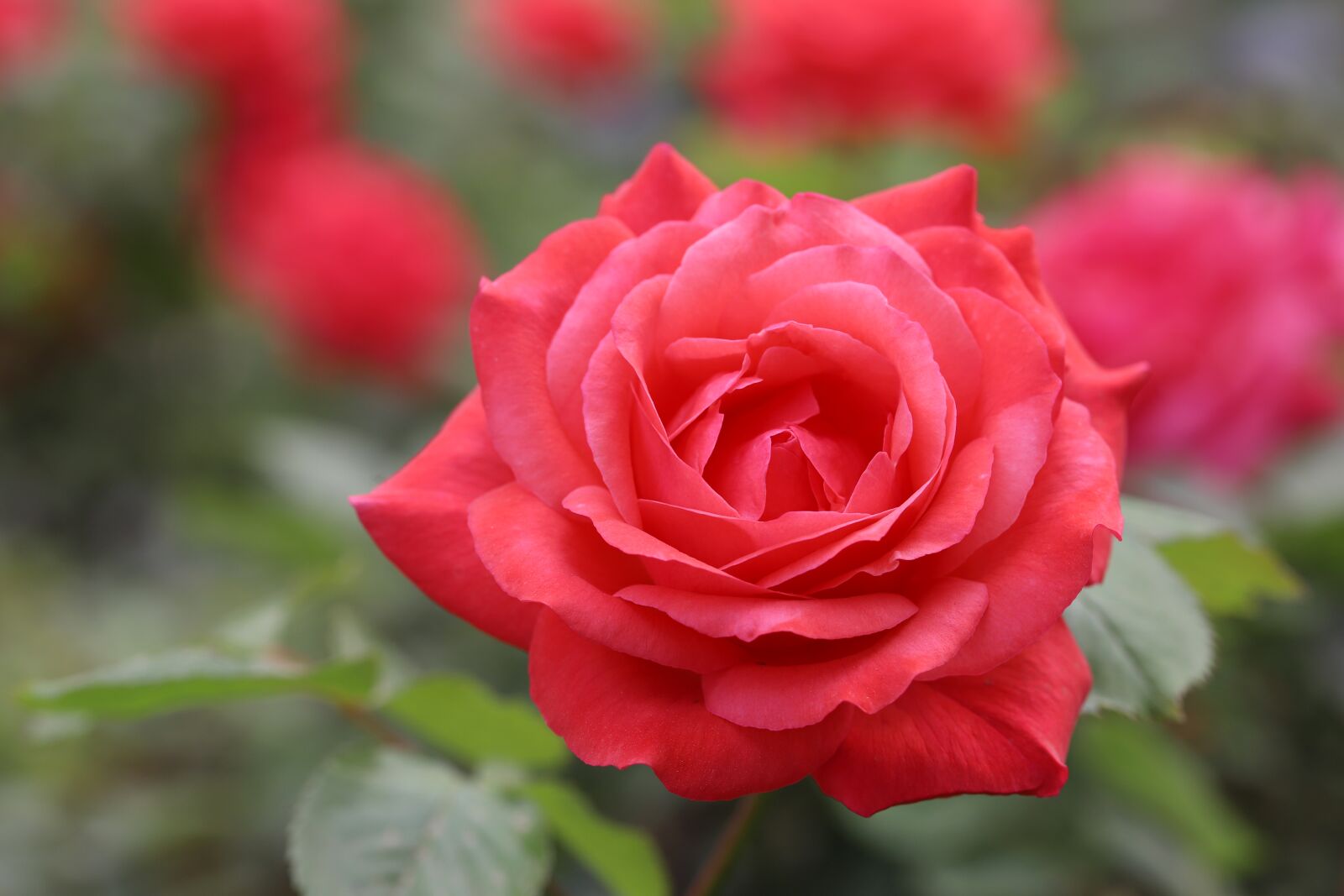 Canon EOS 6D Mark II sample photo. Rose, petal, flowers photography