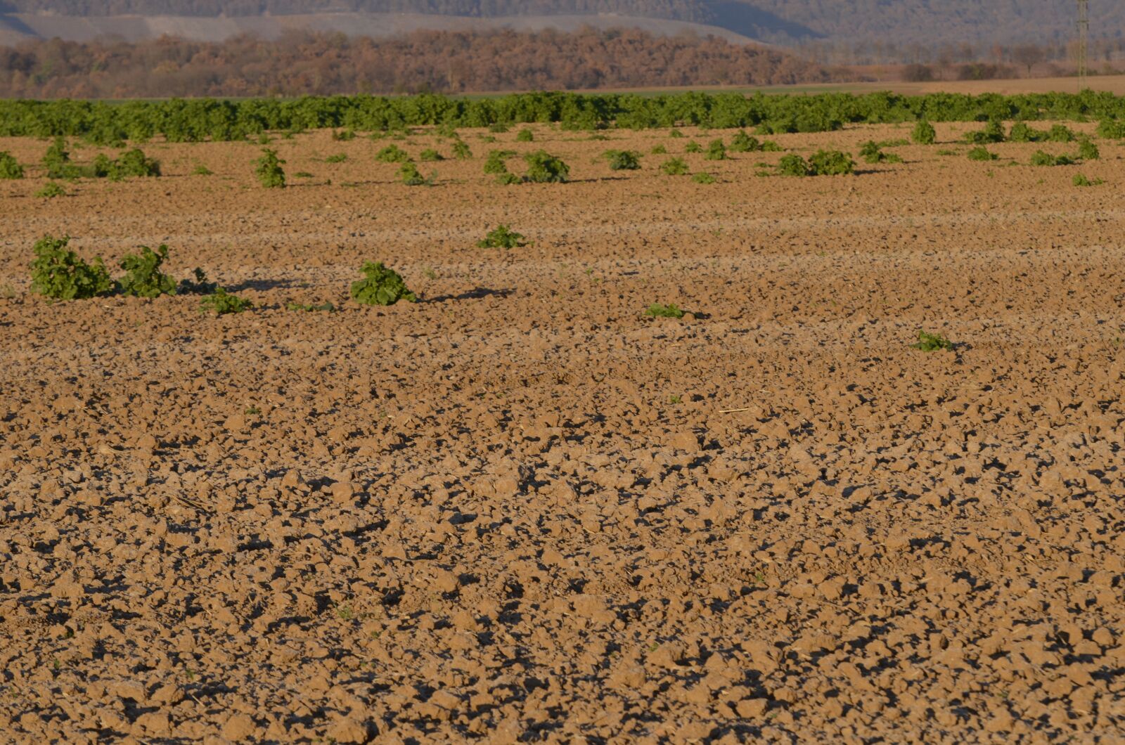 Nikon D5100 sample photo. Autumn, arable, agriculture photography