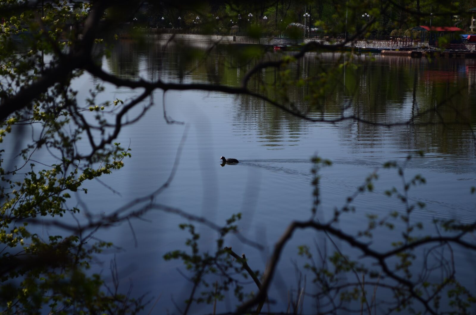 Nikon D5100 sample photo. Trees, pond, duck photography