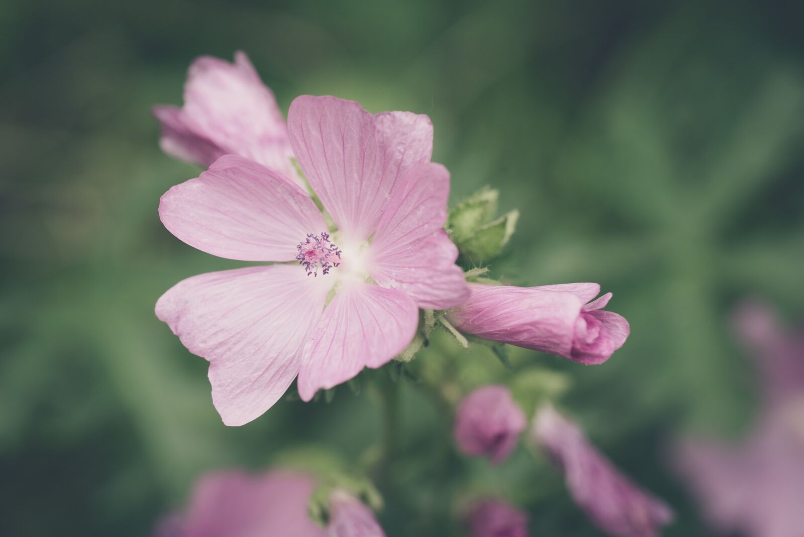 Nikon D750 sample photo. Flowers, flower, pink photography
