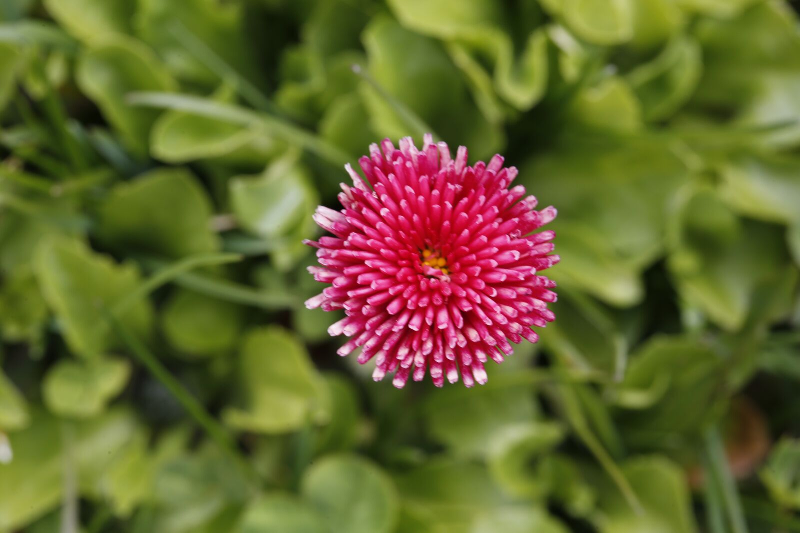 Canon EF 100mm F2.8L Macro IS USM sample photo. Flower, spring, nature photography