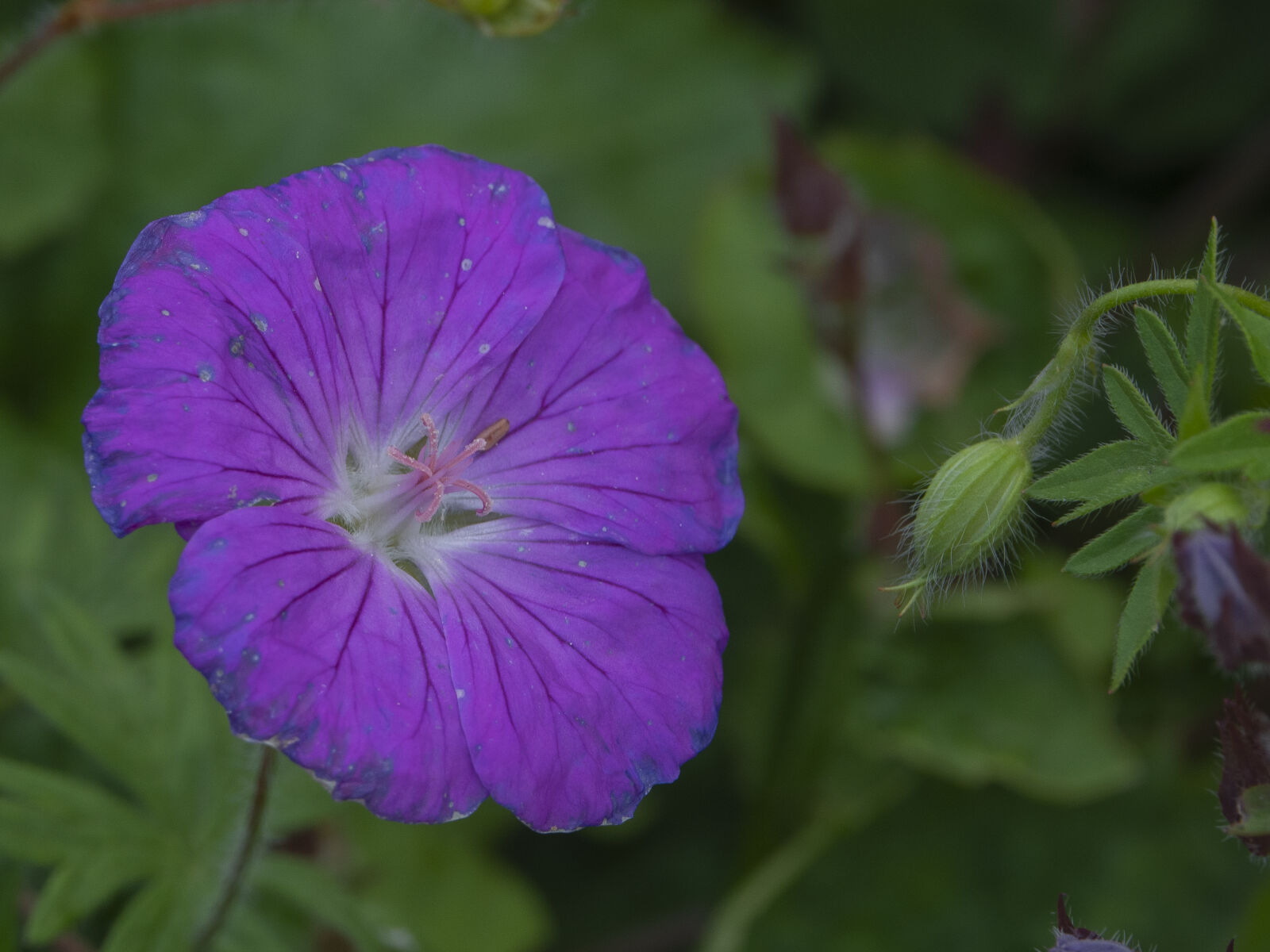 Sony Cyber-shot DSC-RX10 IV sample photo