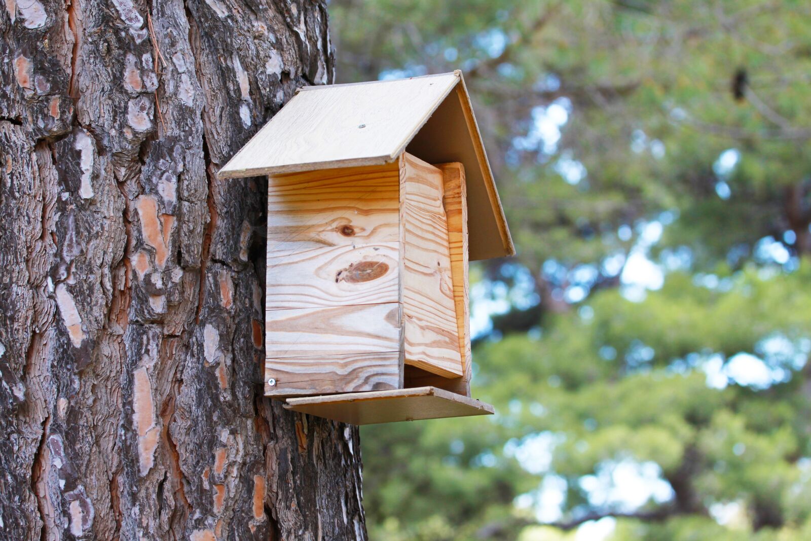 Canon EOS 500D (EOS Rebel T1i / EOS Kiss X3) sample photo. Nest box bird, nest photography