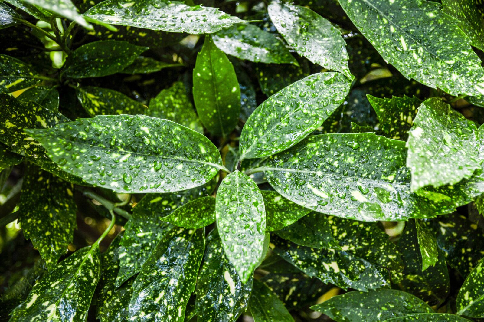 Nikon D3200 sample photo. Nature, plant, flower photography