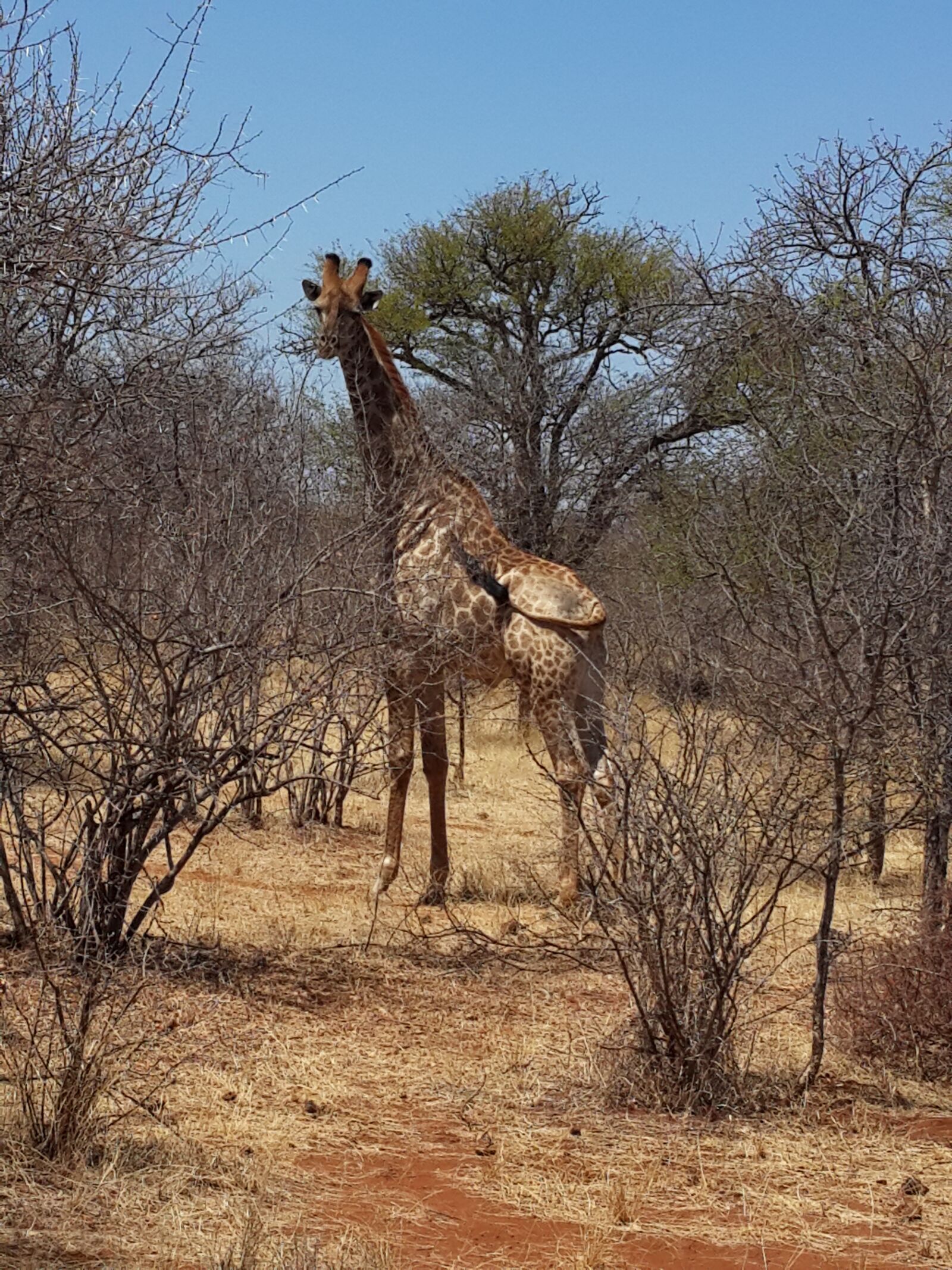 Samsung Galaxy S4 sample photo. Giraffe, wildlife, bush photography