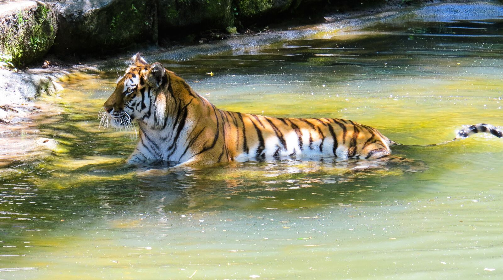 Canon PowerShot SX50 HS sample photo. Animal, tiger, amurtiger photography