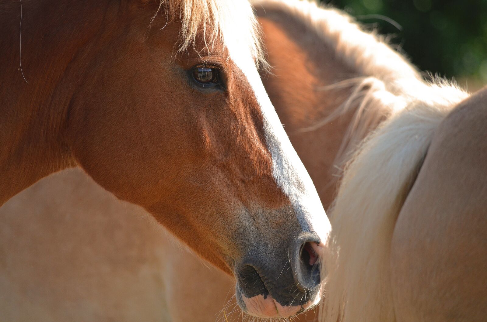 Nikon D5100 sample photo. Horse, animal, brown photography