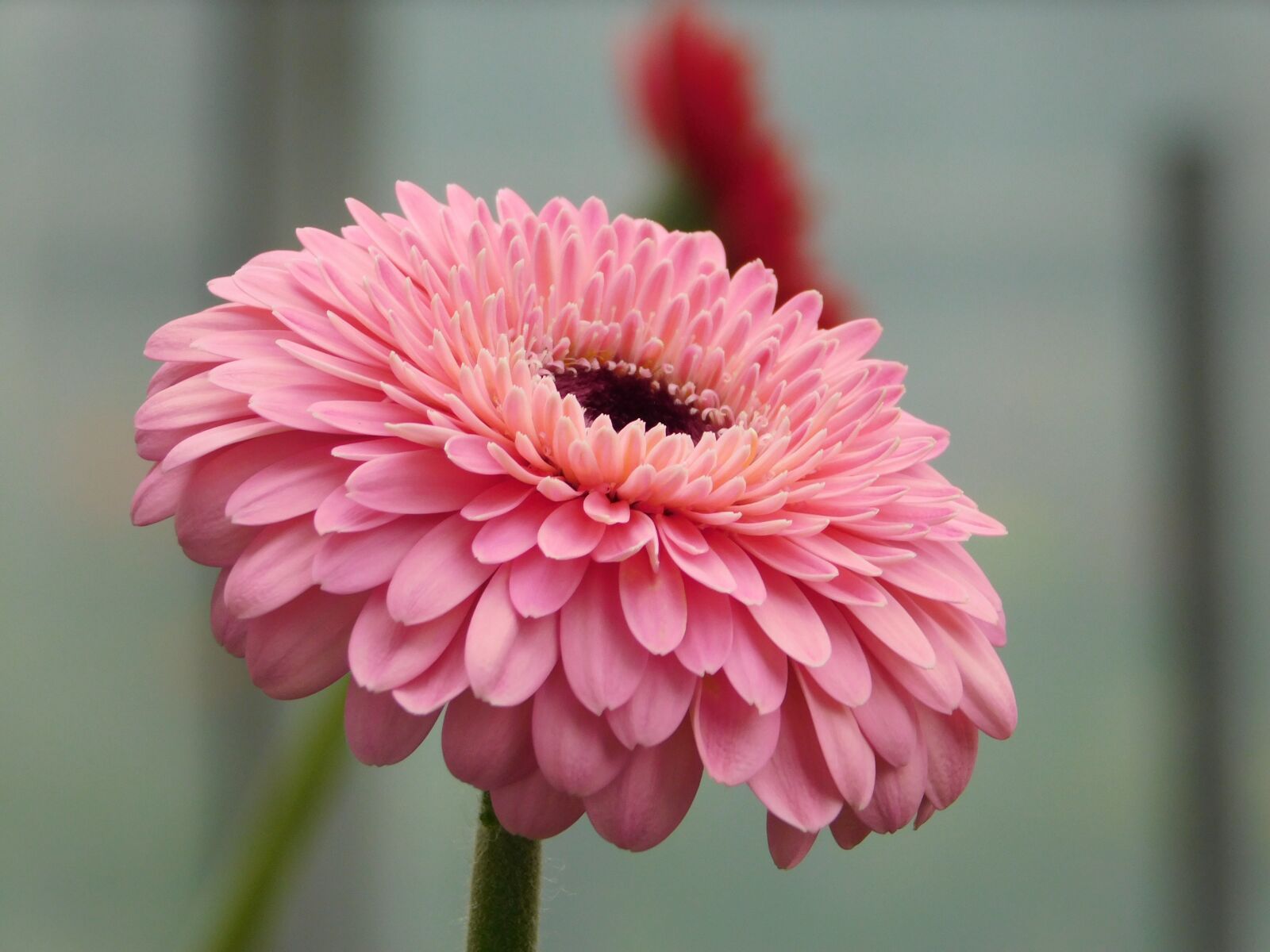 Nikon Coolpix L840 sample photo. Flower, macro, gerbera photography
