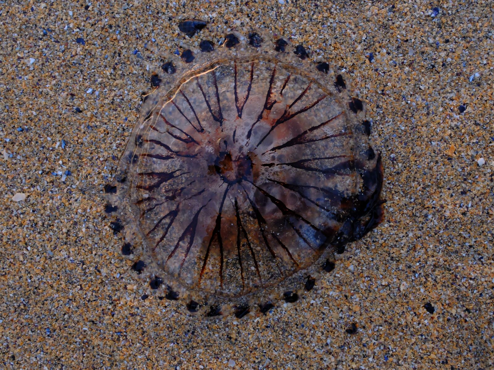 Fujifilm X20 sample photo. Jellyfish, beach, sand photography