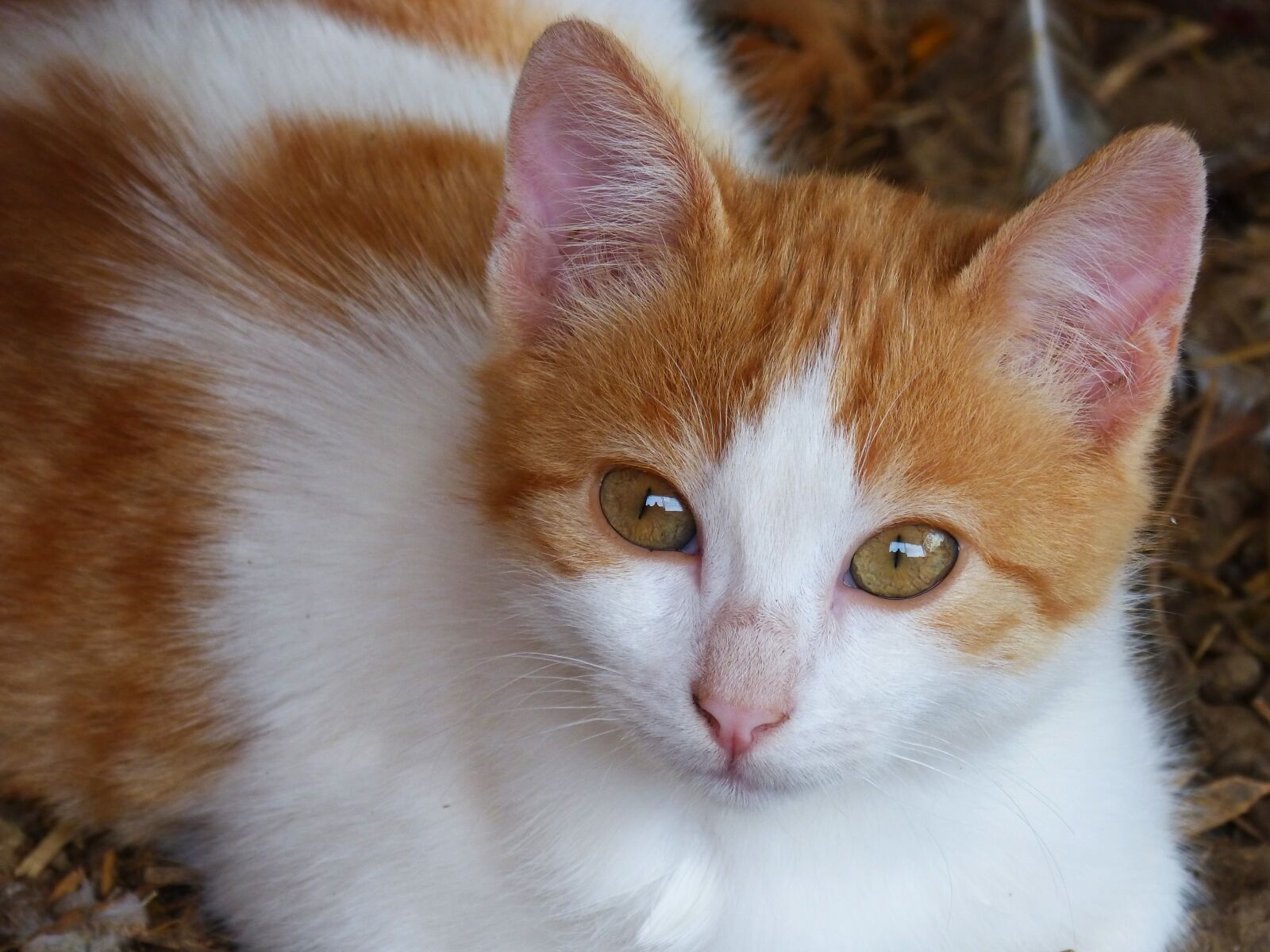 Panasonic DMC-FZ62 sample photo. Cat, puppy, kitten photography