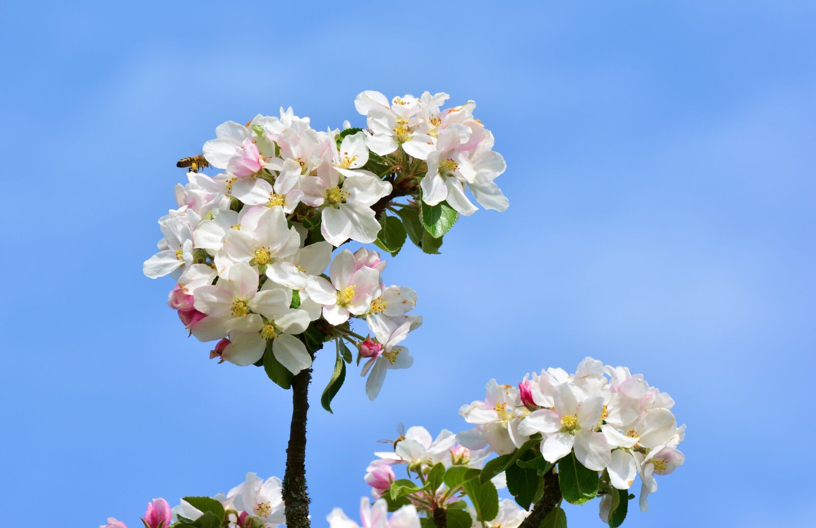 Nikon D5200 sample photo. Apple blossoms, apple tree photography