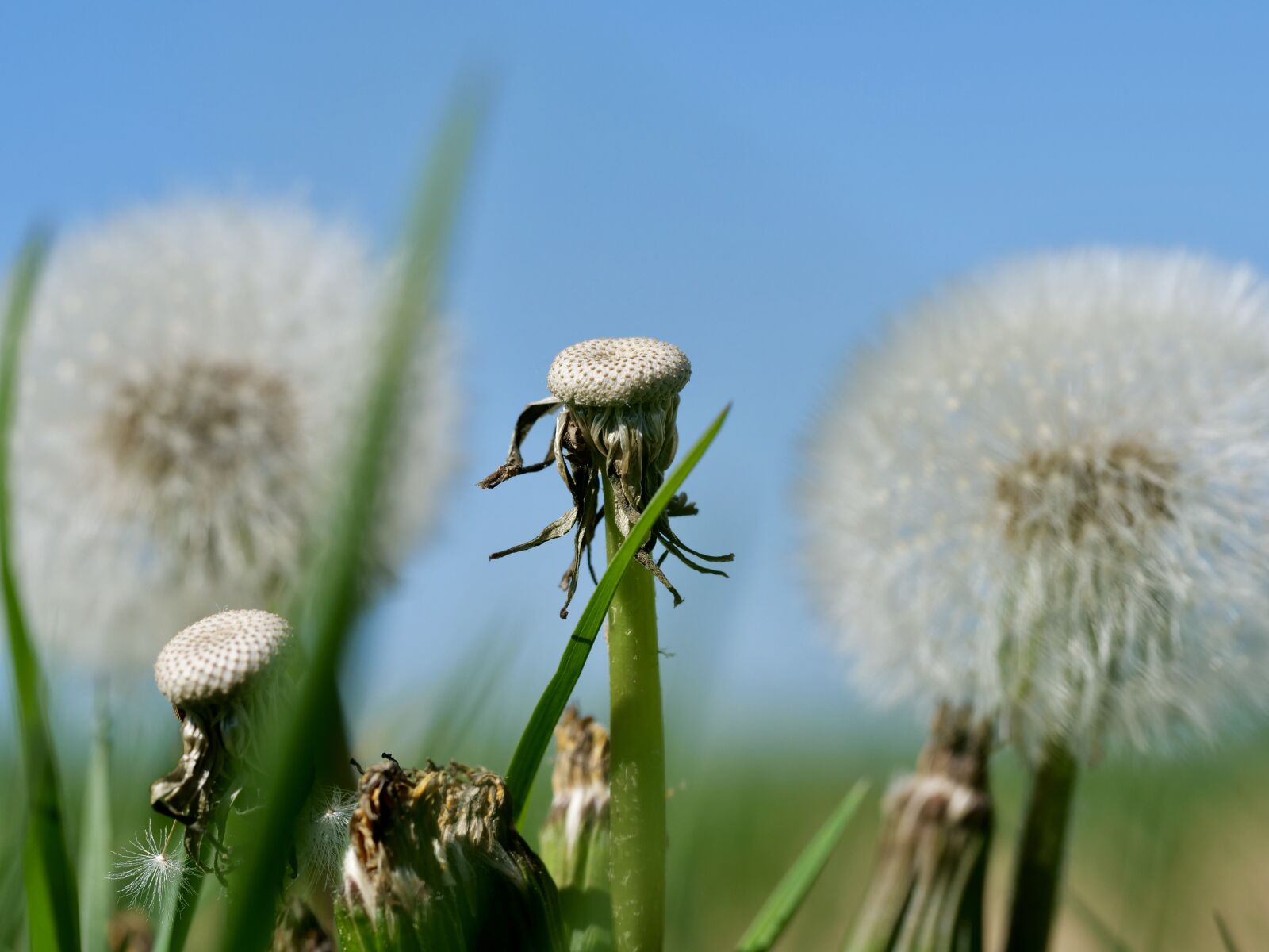 Panasonic Lumix DC-G9 sample photo. Dandelion, close up, spring photography