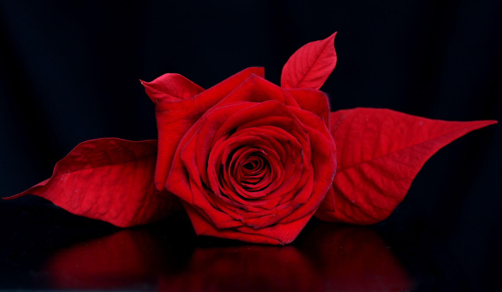 Canon EF-S 60mm F2.8 Macro USM sample photo. Rose, red, flower photography