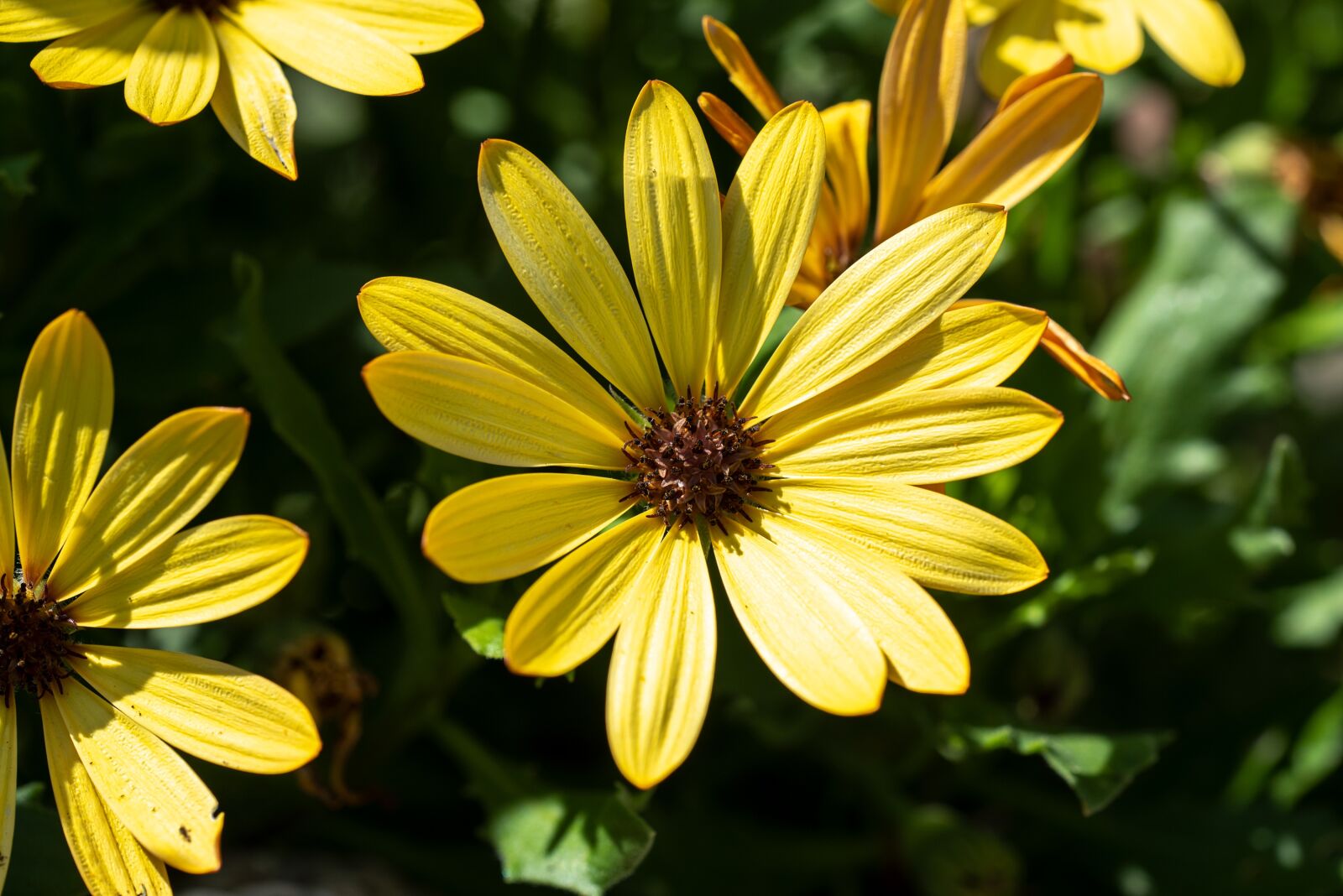 Nikon D750 sample photo. Flowers, yellow, bloom photography