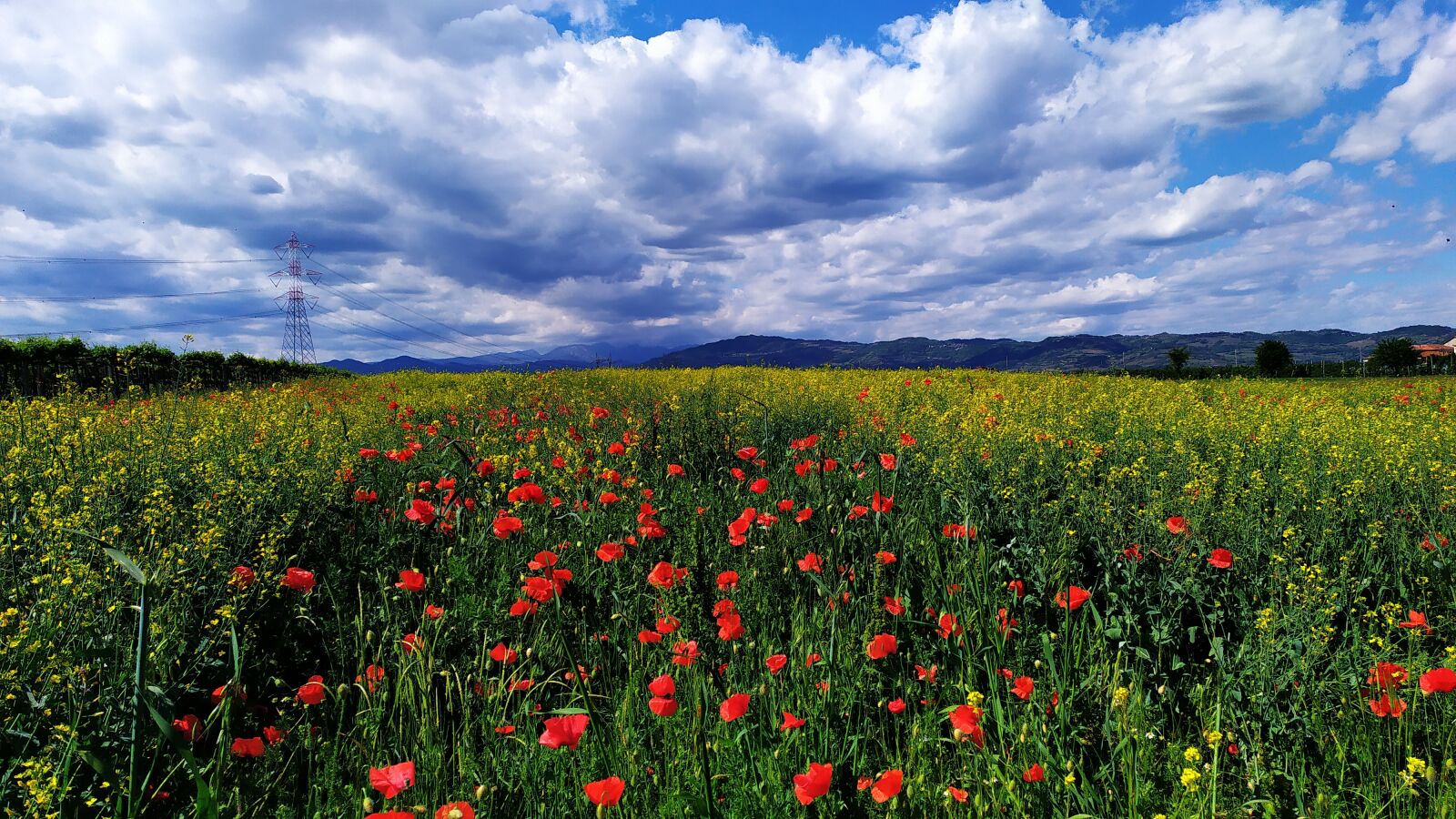 Xiaomi Redmi Note 7 sample photo. Poppy, field, clouds photography