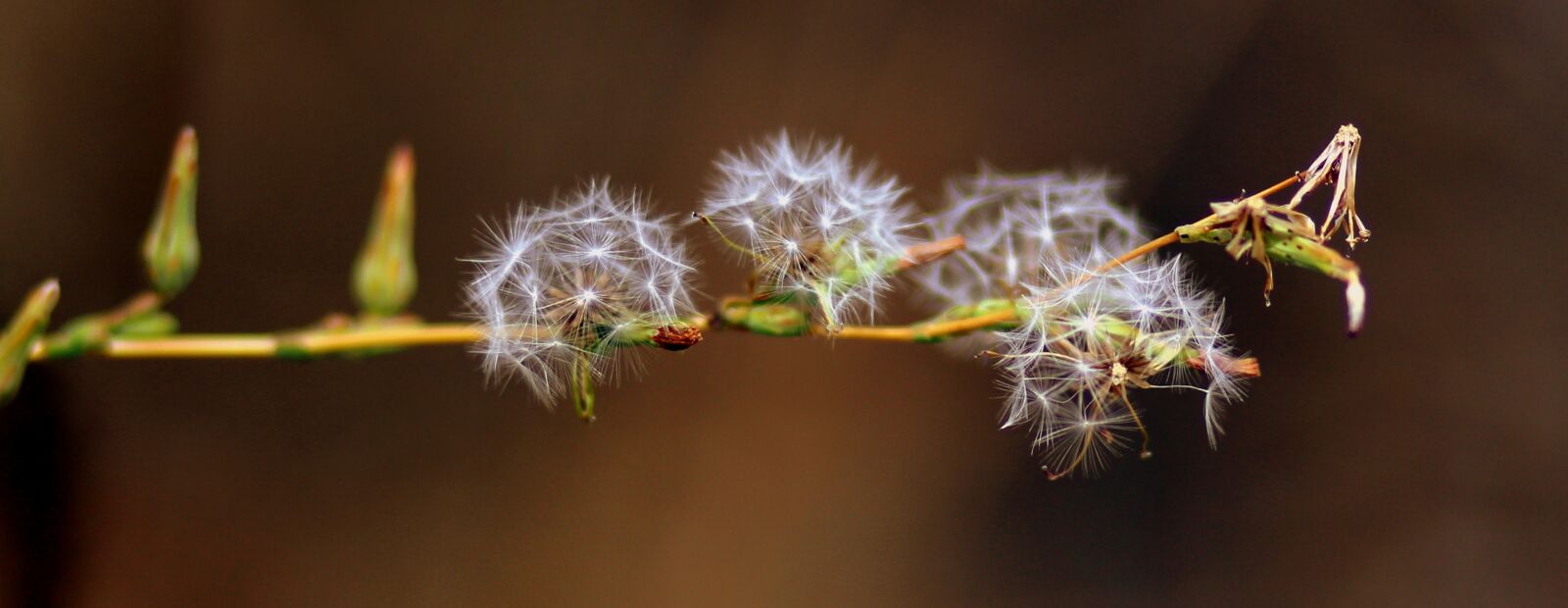 Canon EOS 700D (EOS Rebel T5i / EOS Kiss X7i) + Canon EF 85mm F1.8 USM sample photo. Dandelion, down, plant photography