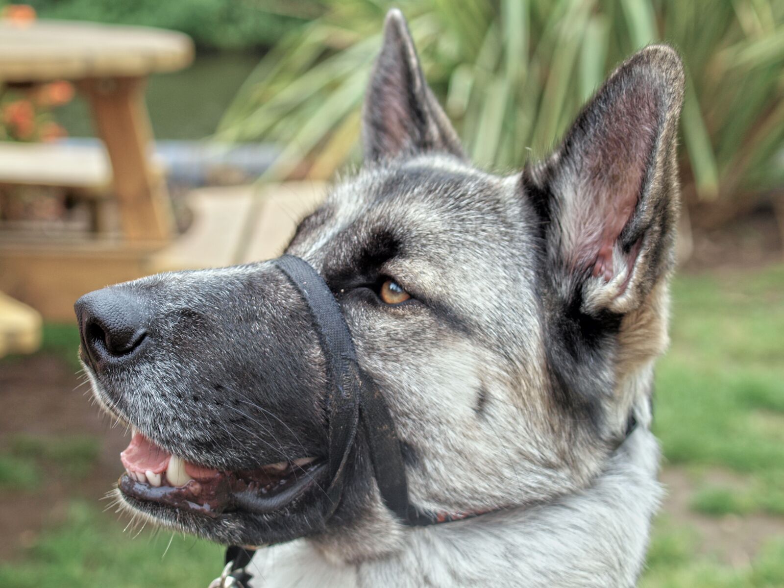 Olympus E-520 (EVOLT E-520) sample photo. Dog, alsatian, pet photography