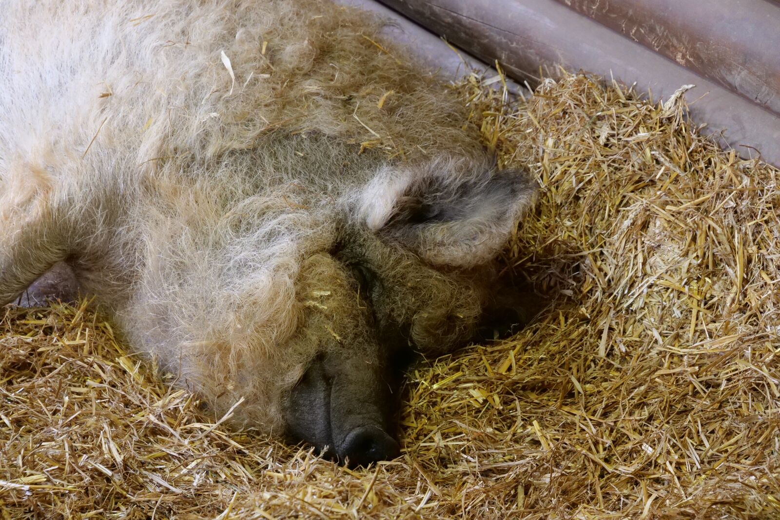 Panasonic Lumix DC-G9 sample photo. Mammal, wool pig, sheep photography