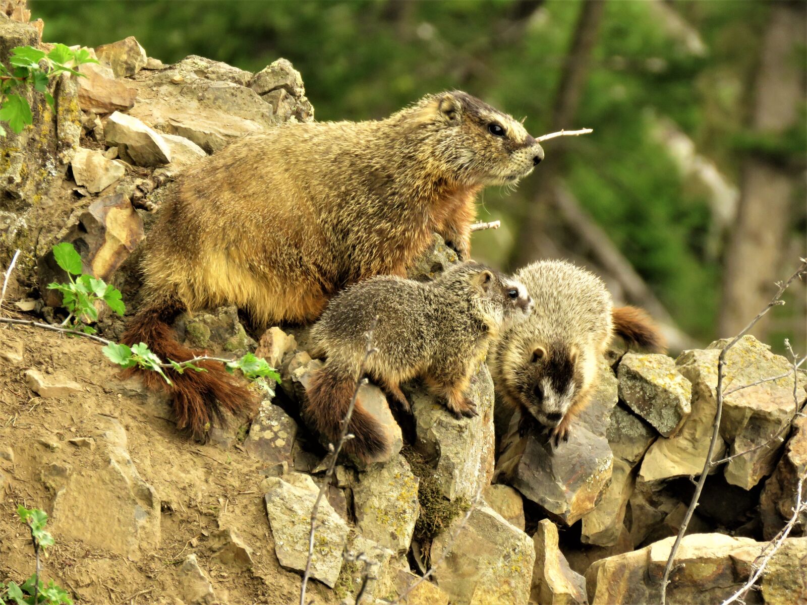 Canon PowerShot SX60 HS sample photo. Marmots, mother and young photography
