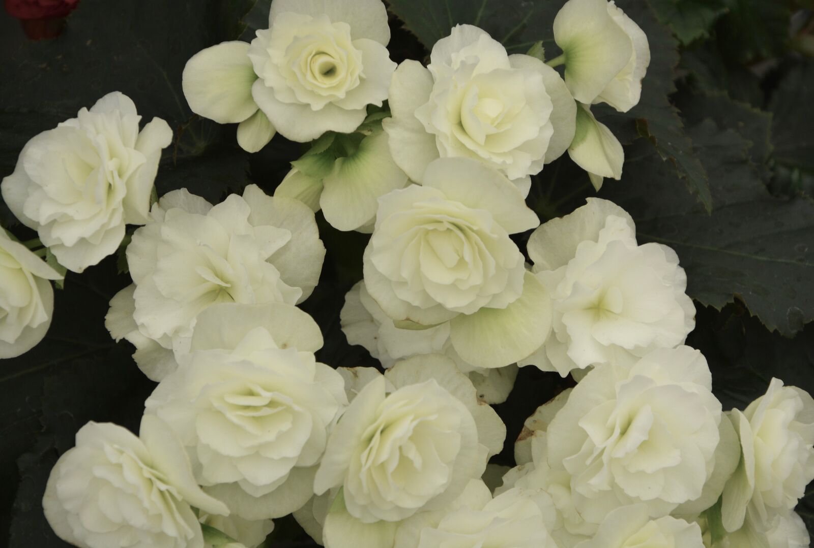 Nikon D5200 sample photo. Flowers, begonia white, white photography
