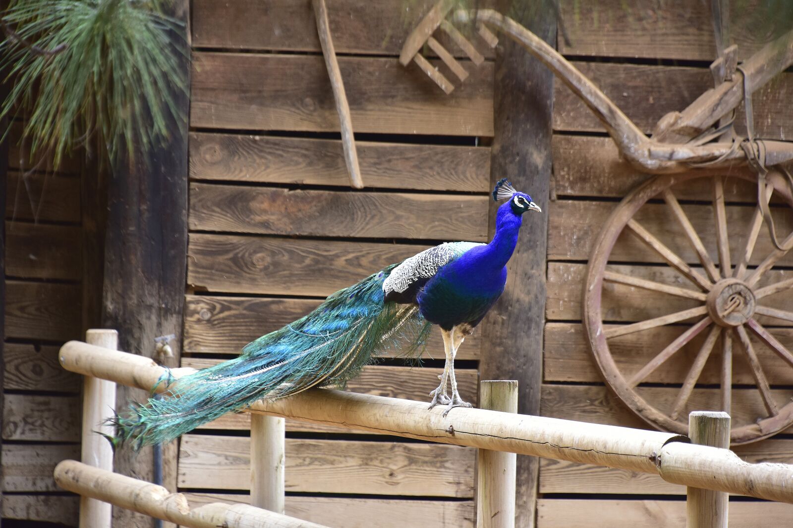 Nikon D7200 sample photo. Peacock, animals, fauna photography
