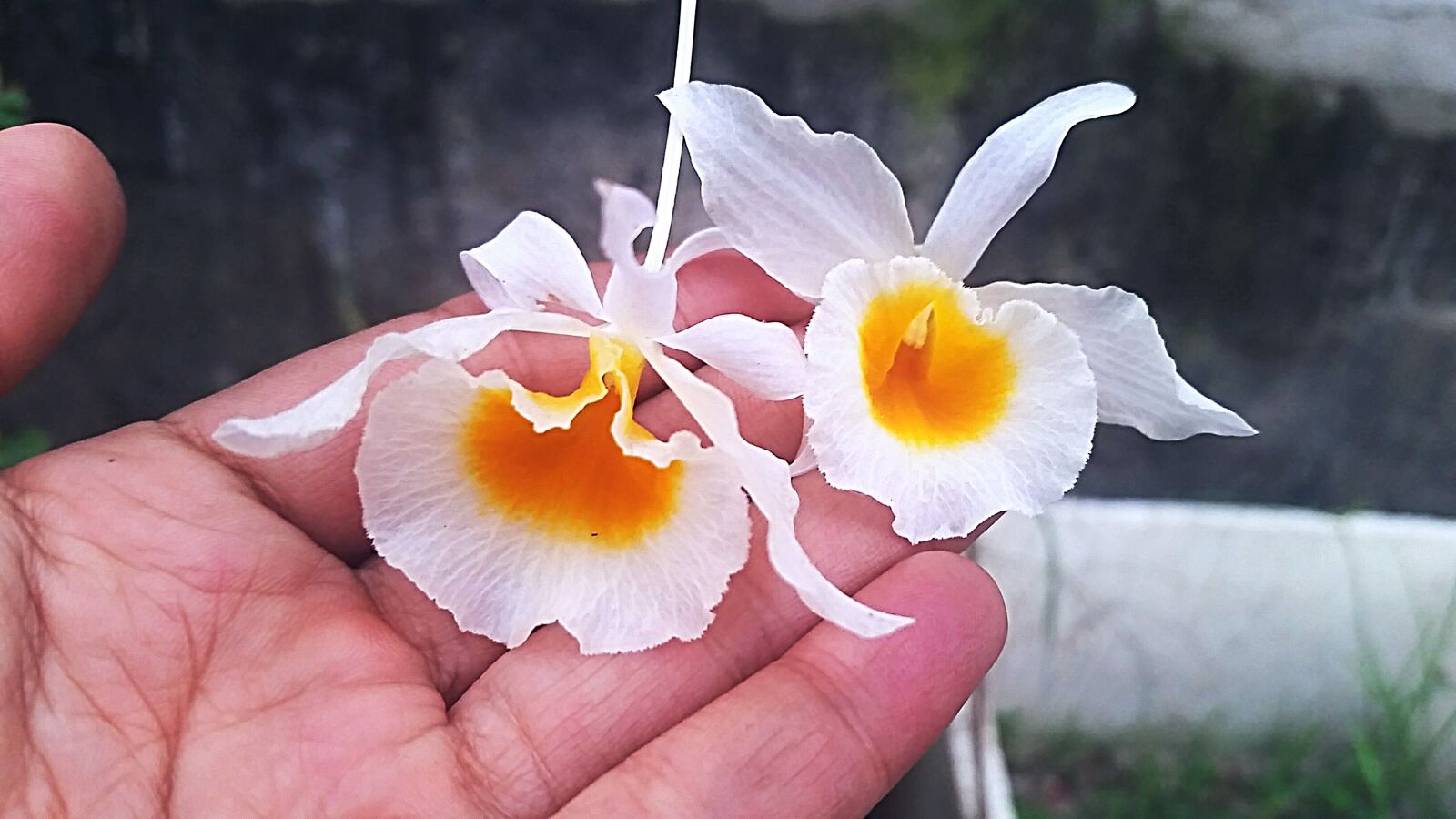 Samsung Galaxy S5 sample photo