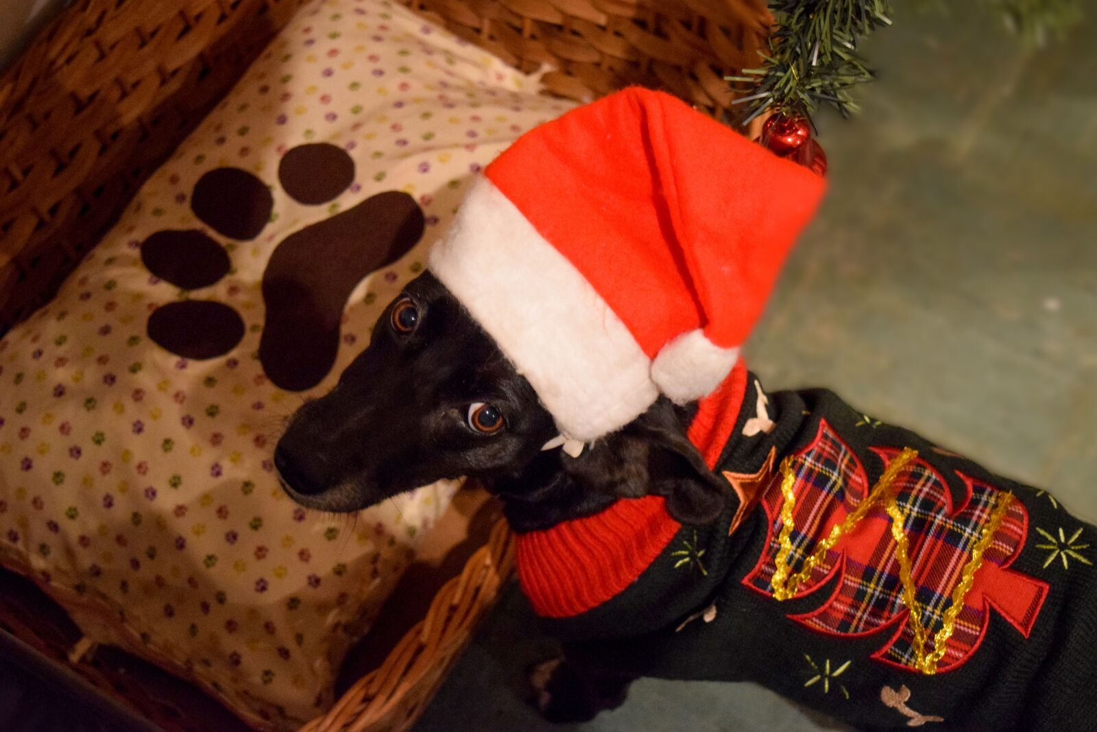 Nikon D3300 sample photo. Christmas, dog, doggo photography