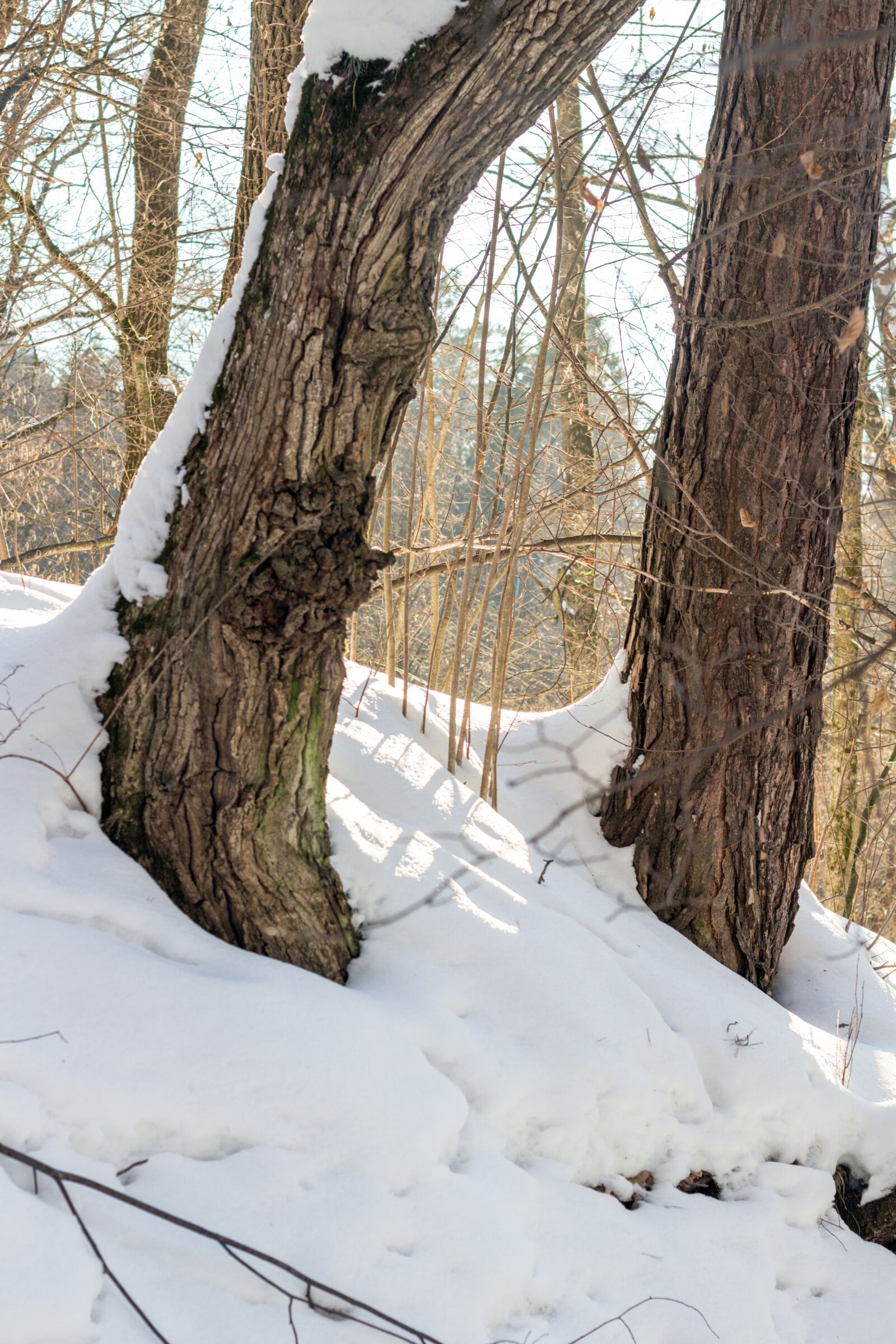 Canon EOS 100D (EOS Rebel SL1 / EOS Kiss X7) + Canon EF 50mm F1.8 II sample photo. Pine, snow, winter photography