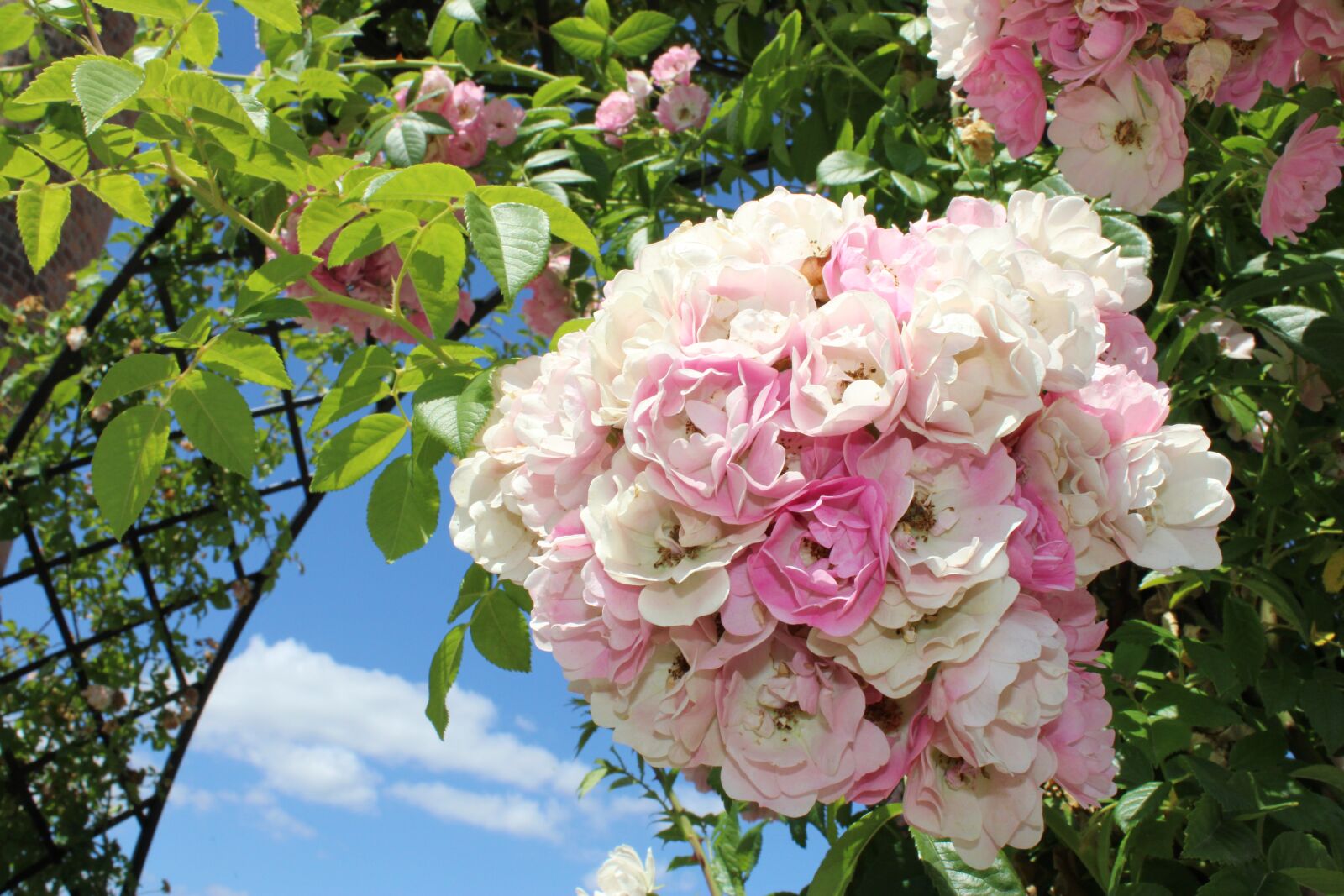 Canon EOS 2000D (EOS Rebel T7 / EOS Kiss X90 / EOS 1500D) sample photo. Rose, flower, romantic photography