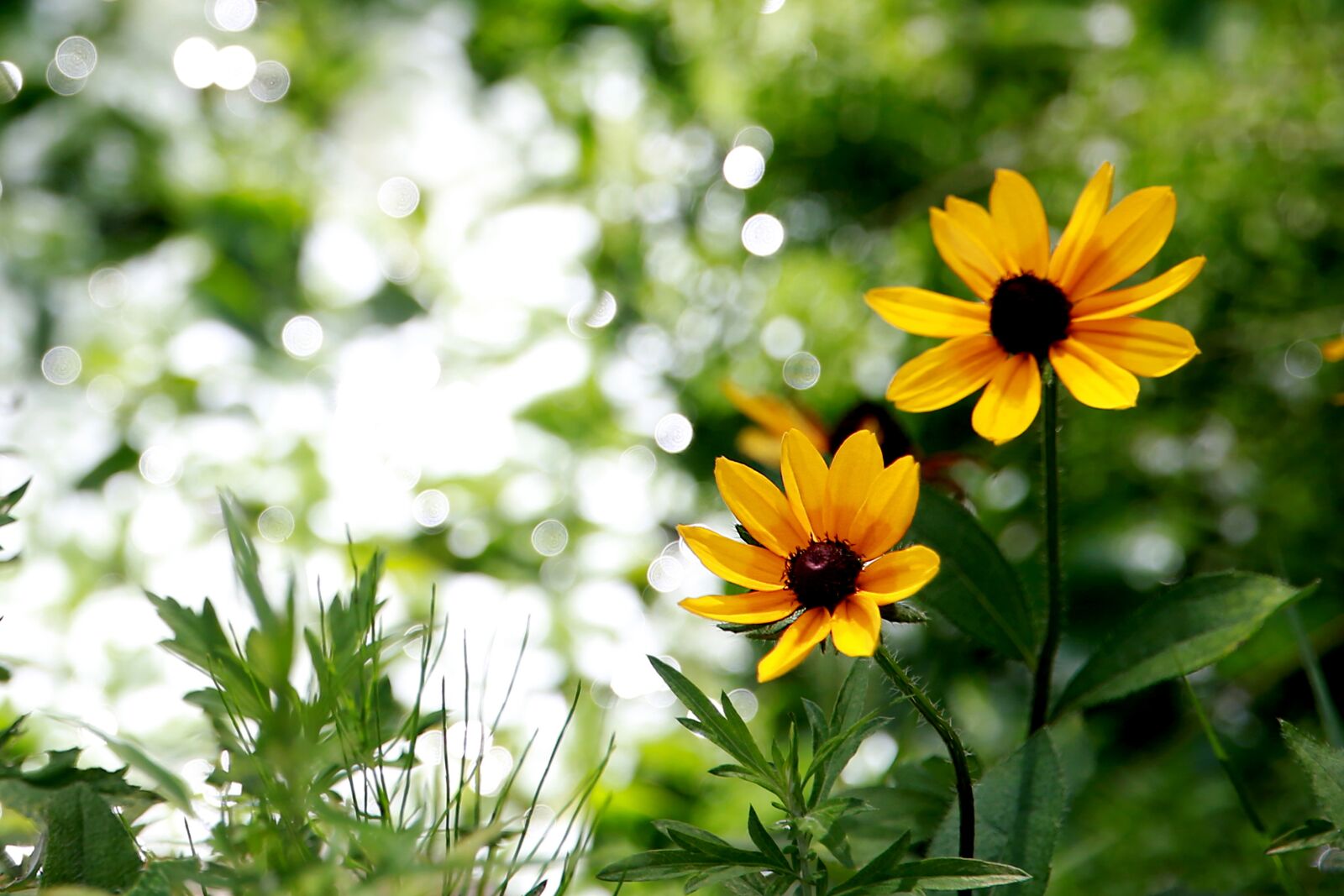 Canon EF 24-70mm F2.8L II USM sample photo. Pond, flowers, yellow flower photography