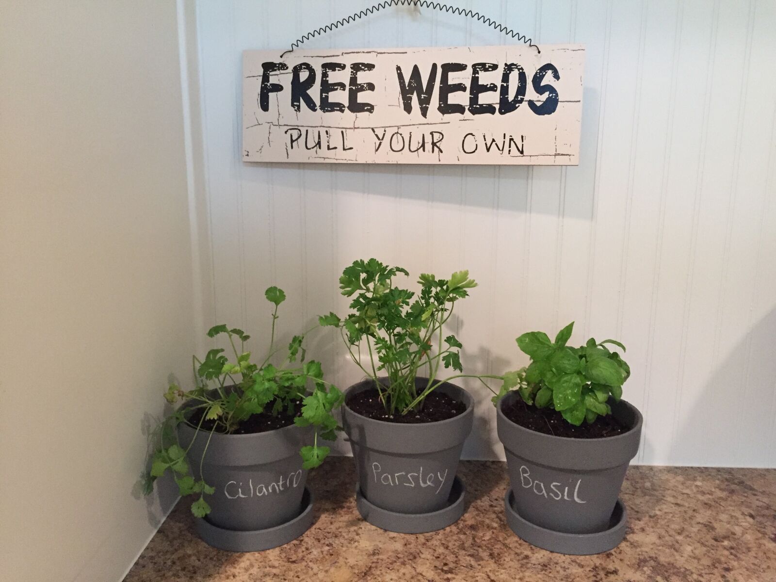 Apple iPhone 6 sample photo. Herbs, plants, garden photography