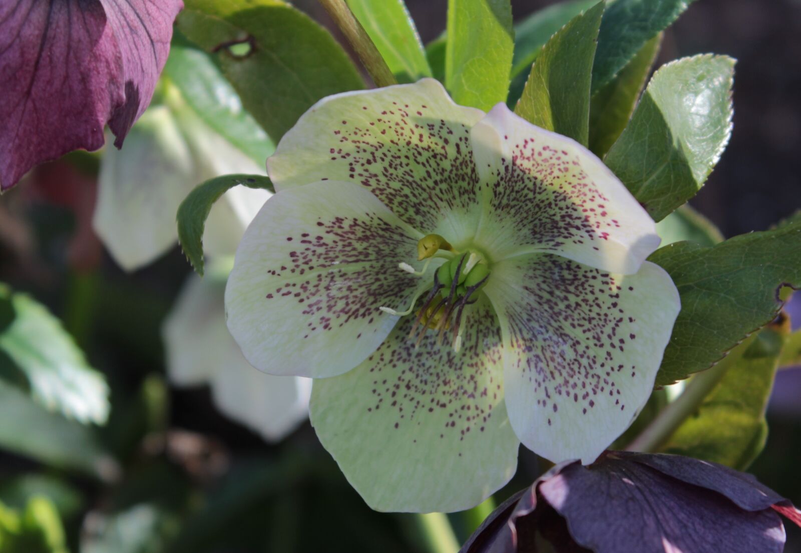 Canon EOS 600D (Rebel EOS T3i / EOS Kiss X5) sample photo. Helleboris, christmas rose, white photography