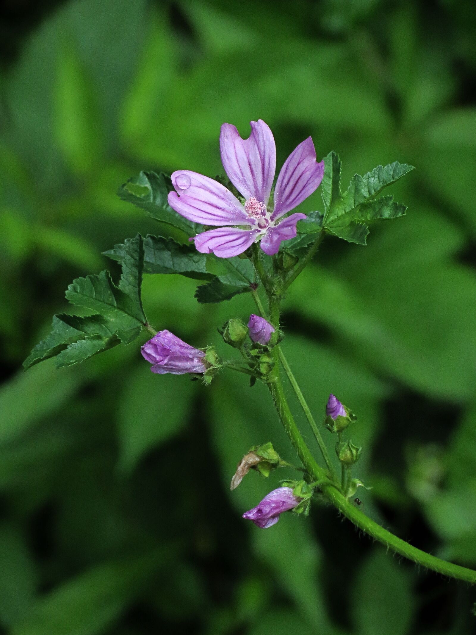 4.3 - 150.5 mm sample photo. Mauve, flower, nature photography