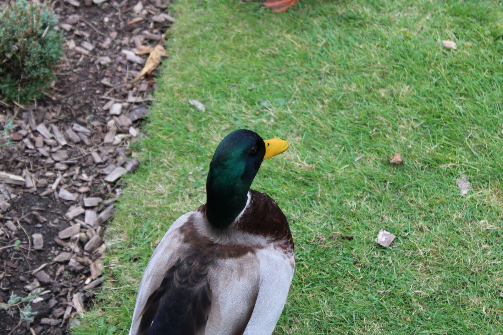 Canon EOS 2000D (EOS Rebel T7 / EOS Kiss X90 / EOS 1500D) sample photo. Canard, nature, animal photography