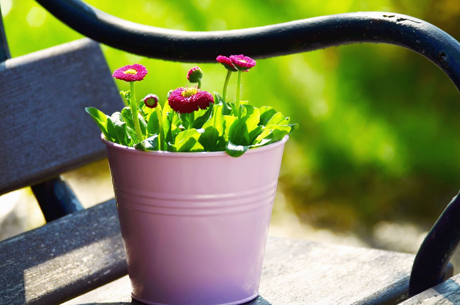 Nikon D5100 sample photo. Flower pot, flower, bloom photography